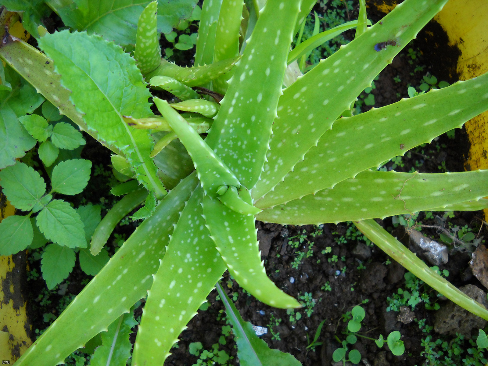 Aloe officinalis fruit identification view
