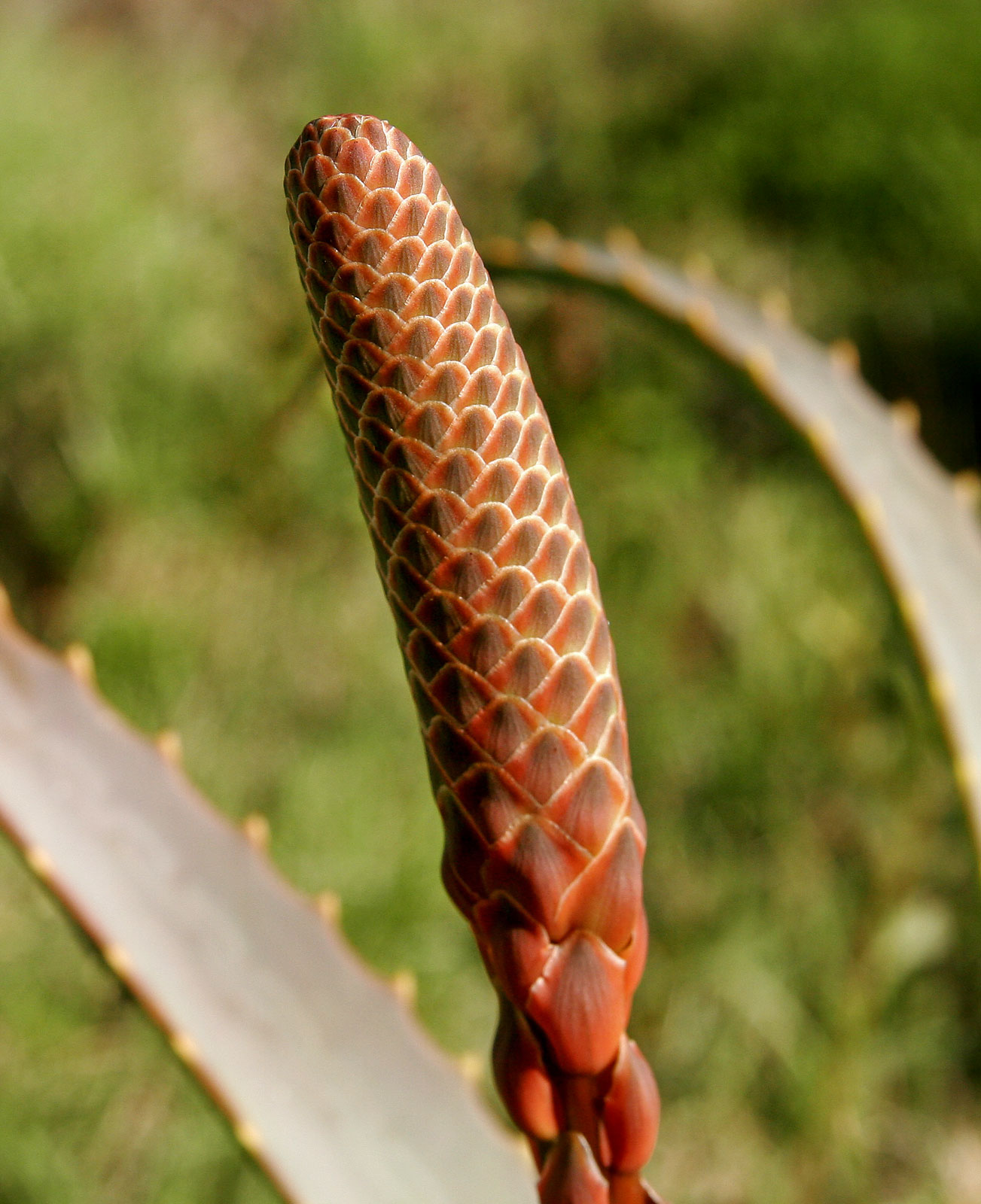 Aloe vera flower identification view
