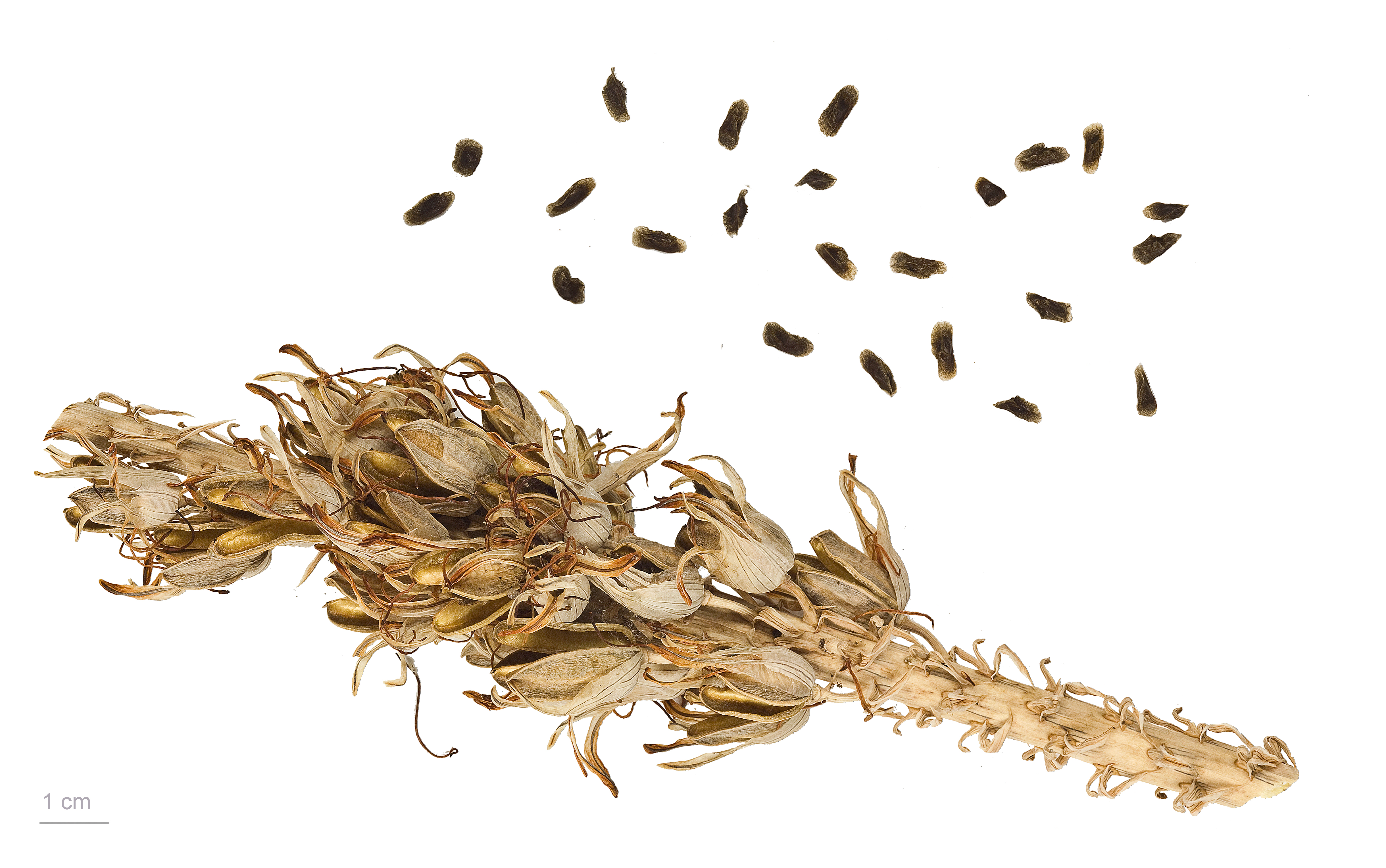 Aloe vera fruit identification view