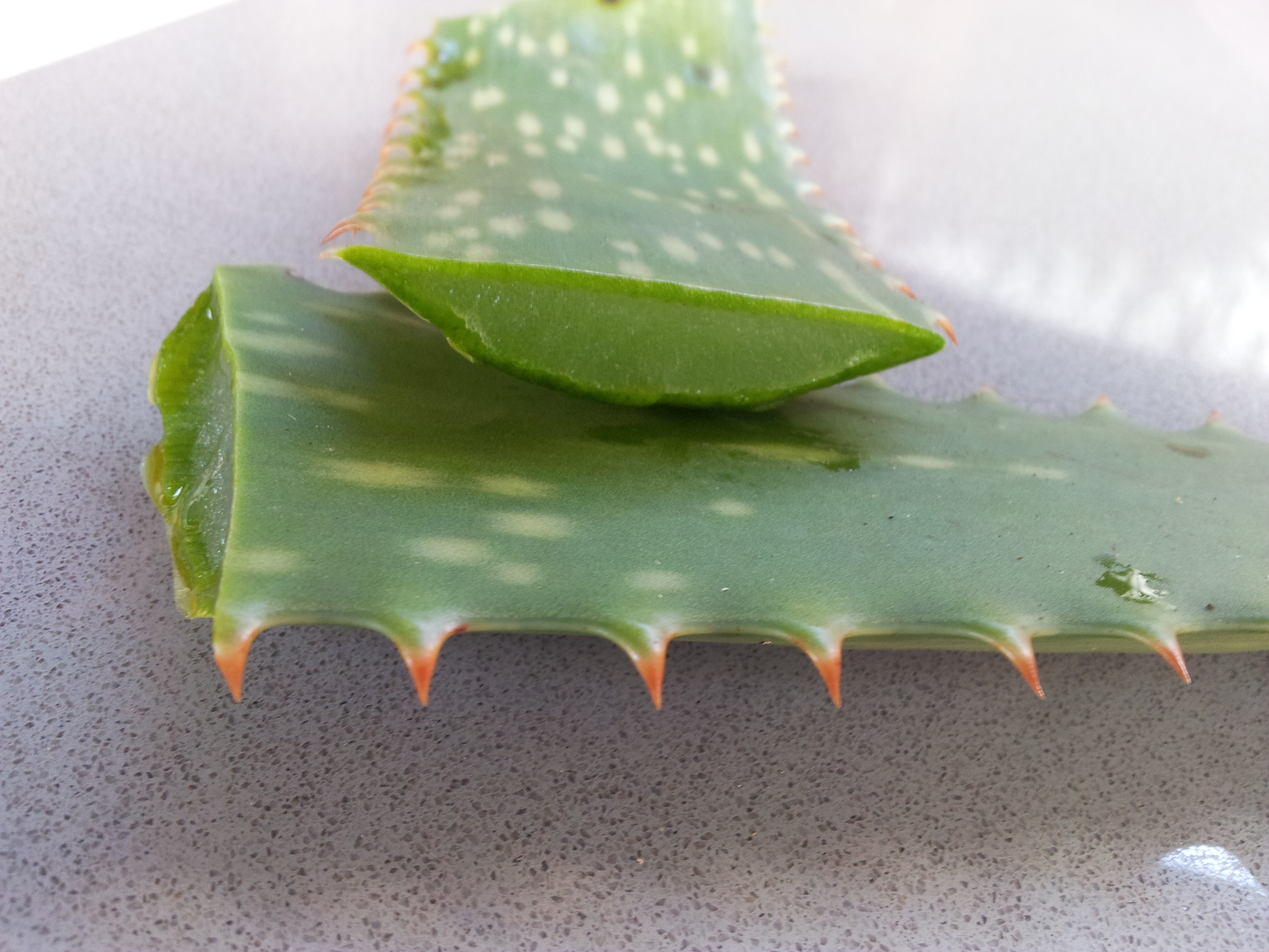 Aloe vera leaf identification view