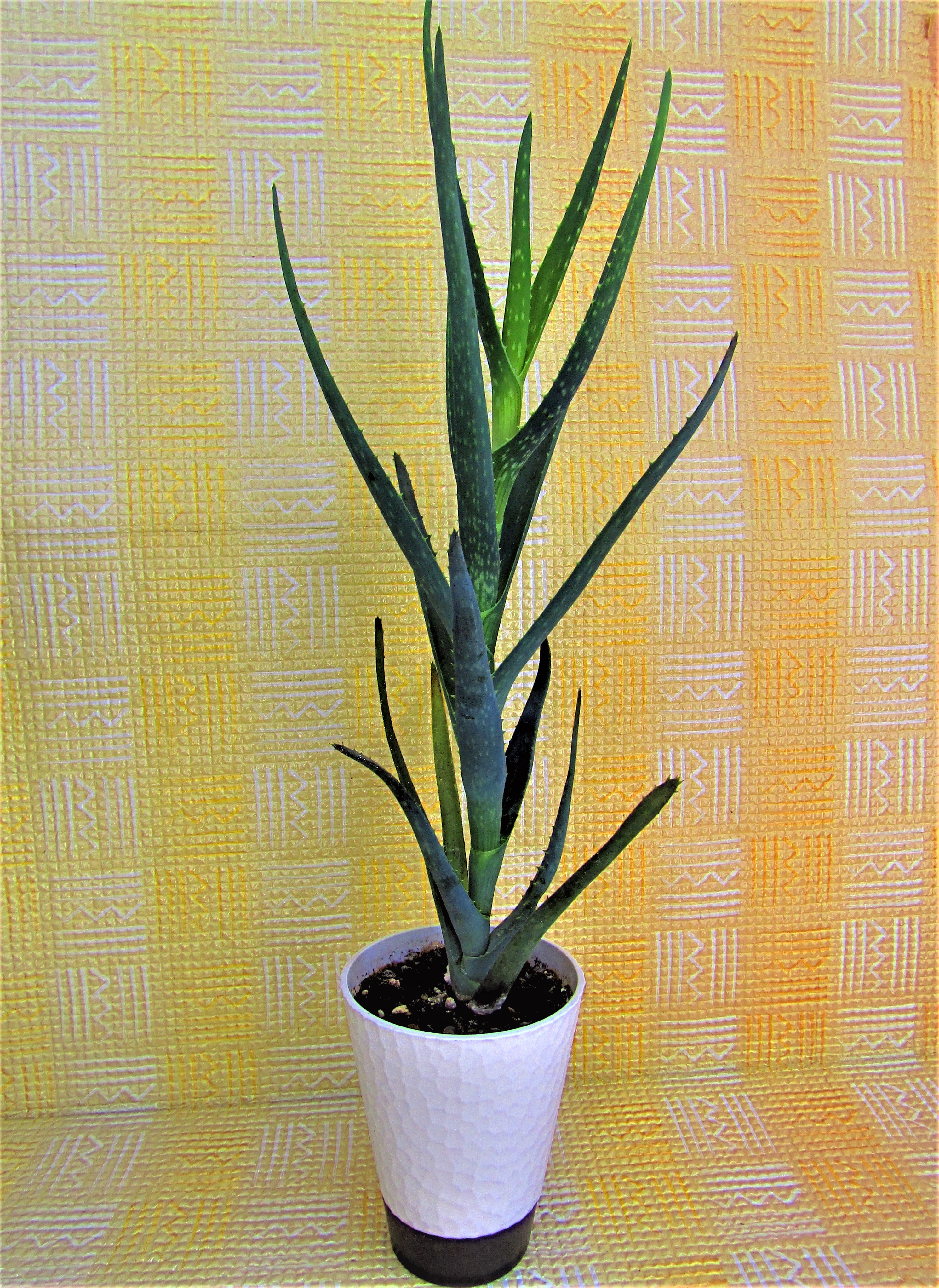 Aloe vera stem identification view