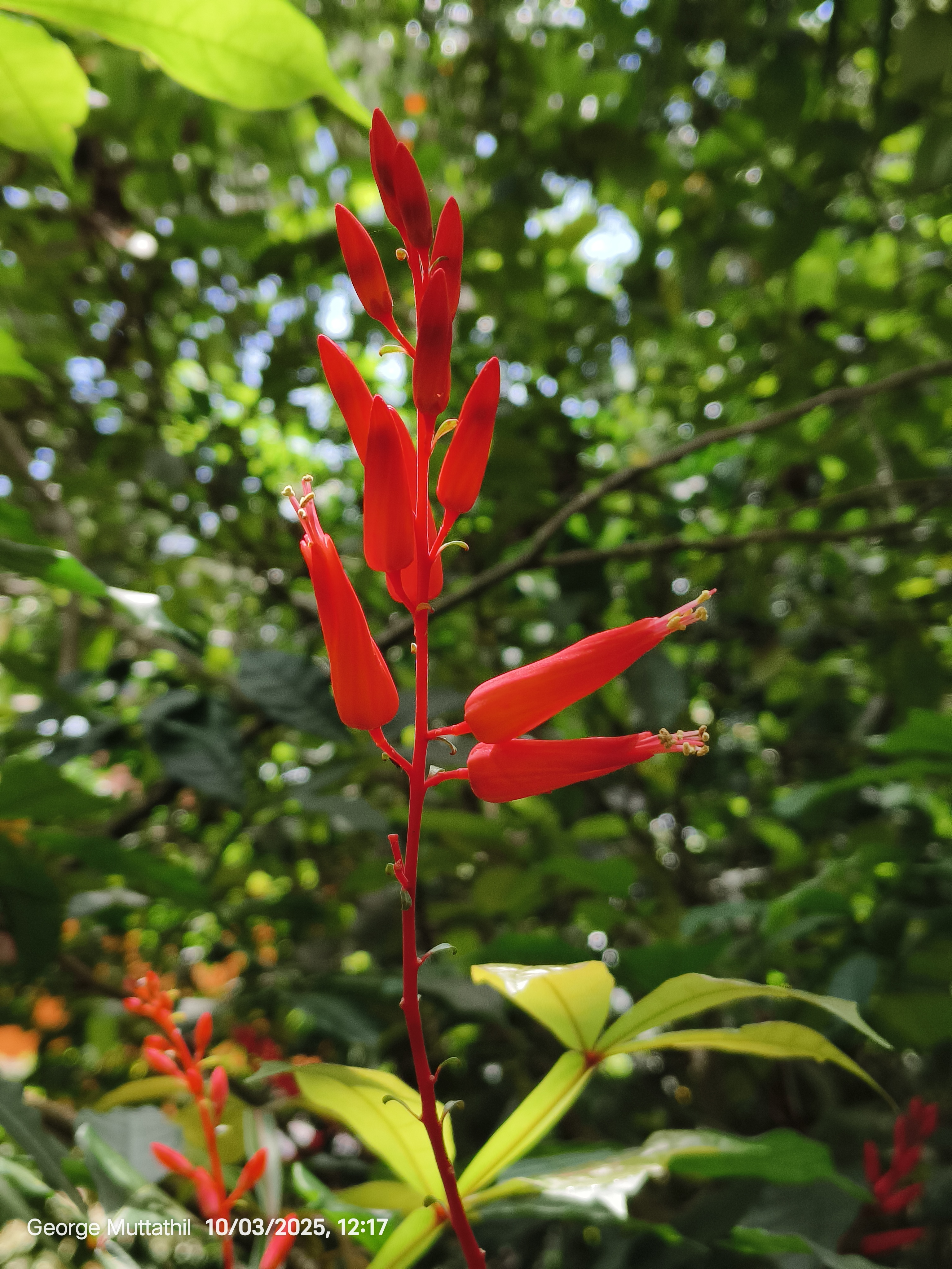 Amargo, bitter-wood flower identification view