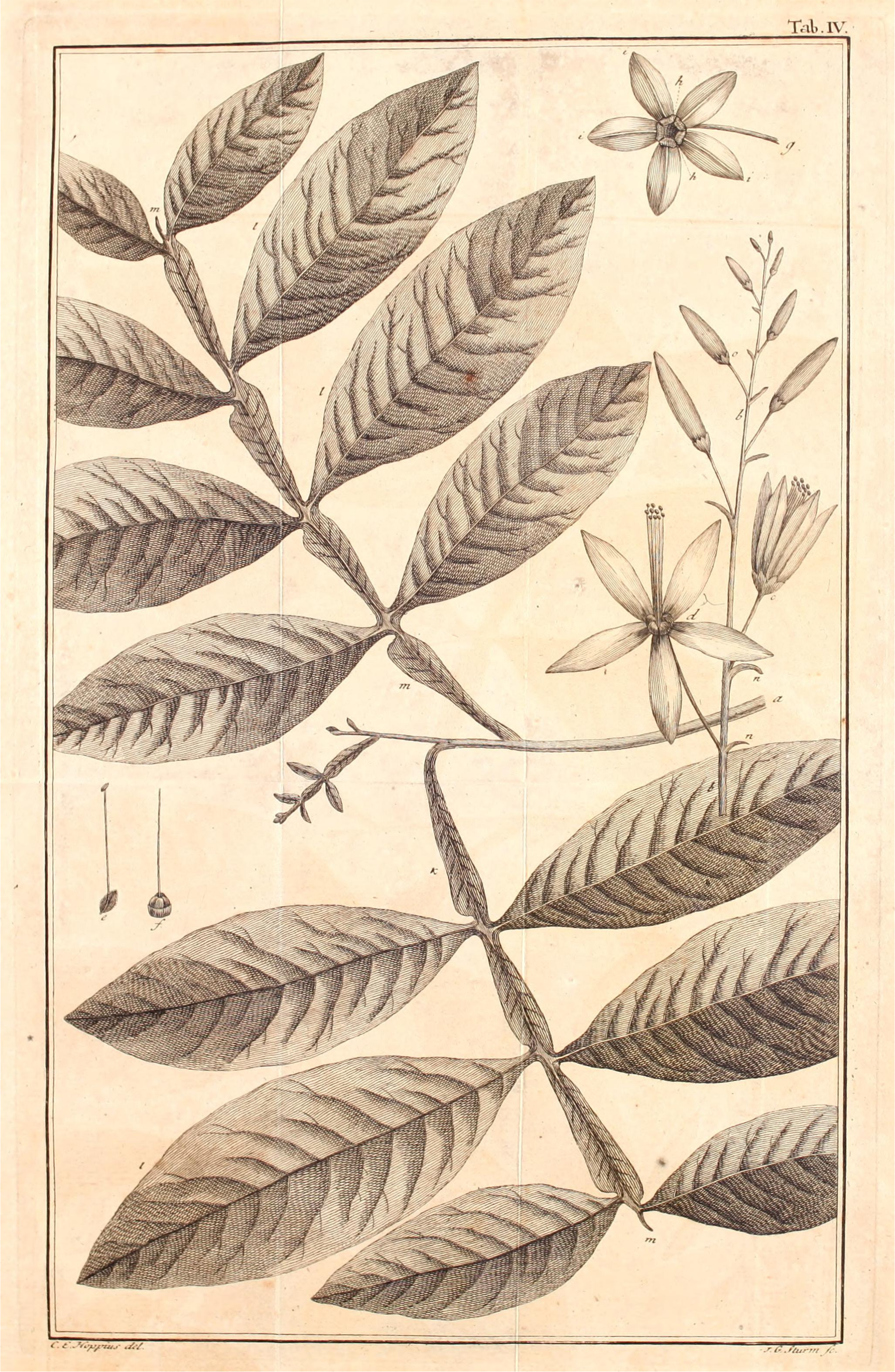 Amargo, bitter-wood fruit identification view