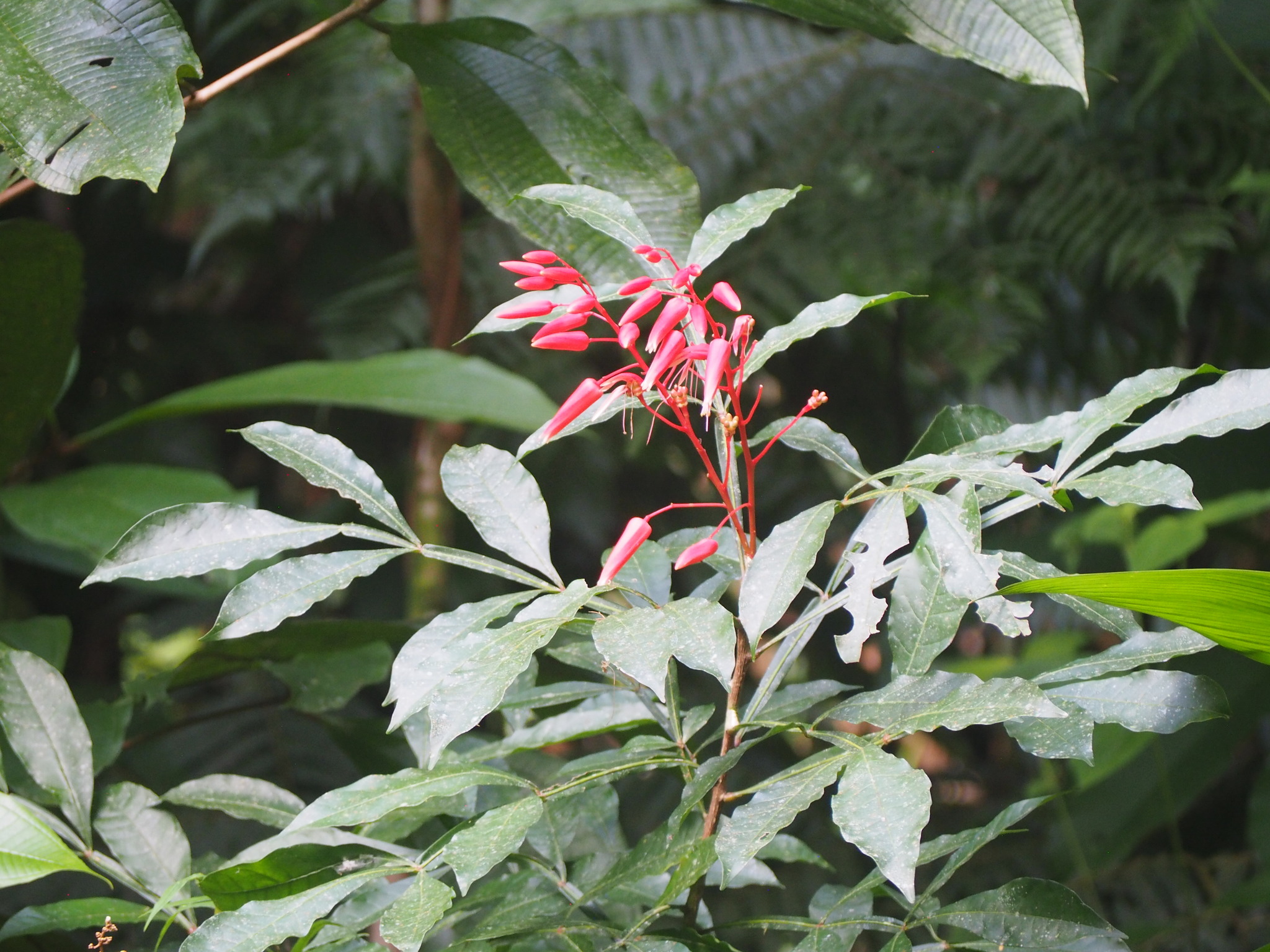 Amargo, bitter-wood stem identification view