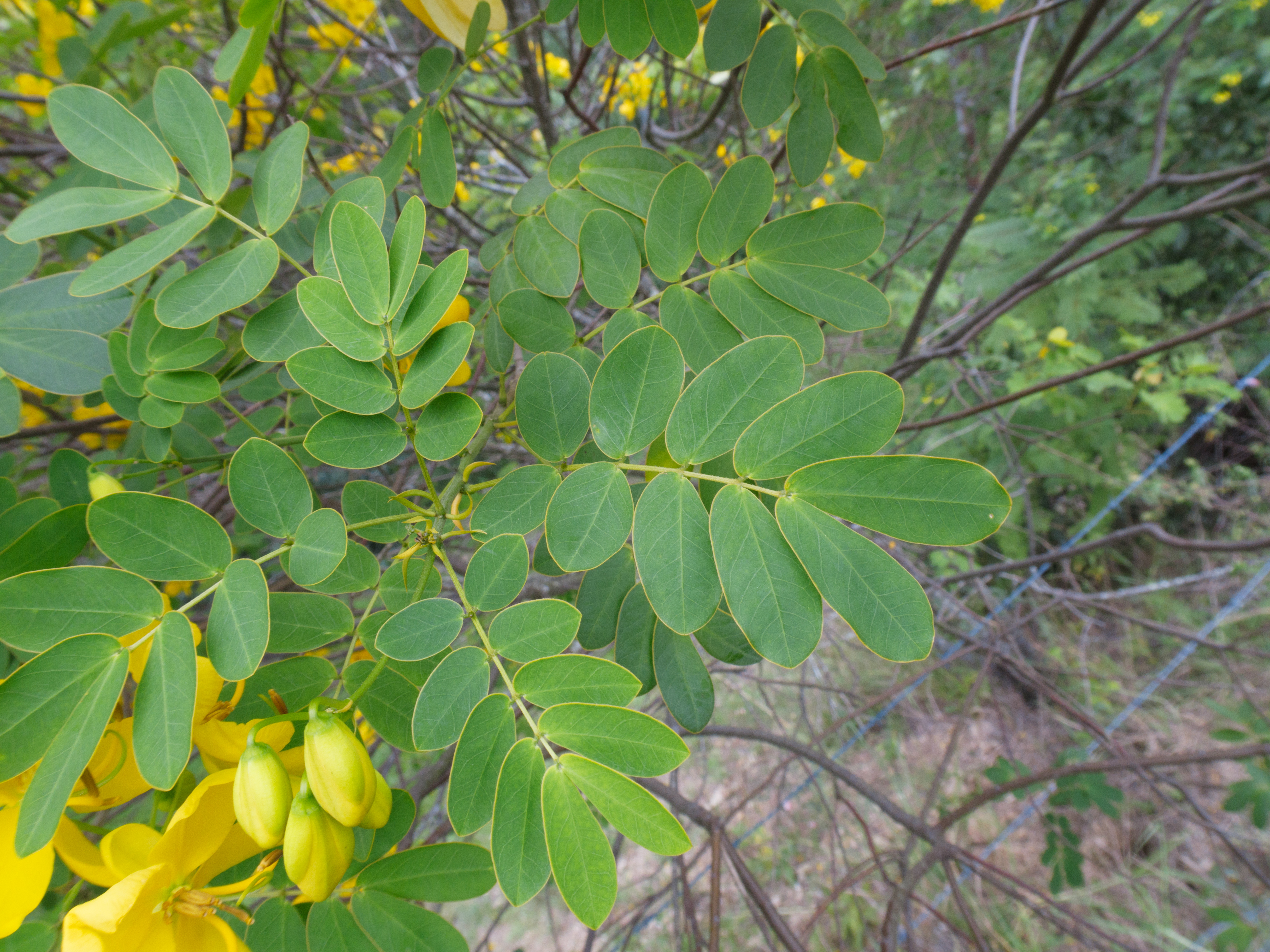 American senna leaf identification view
