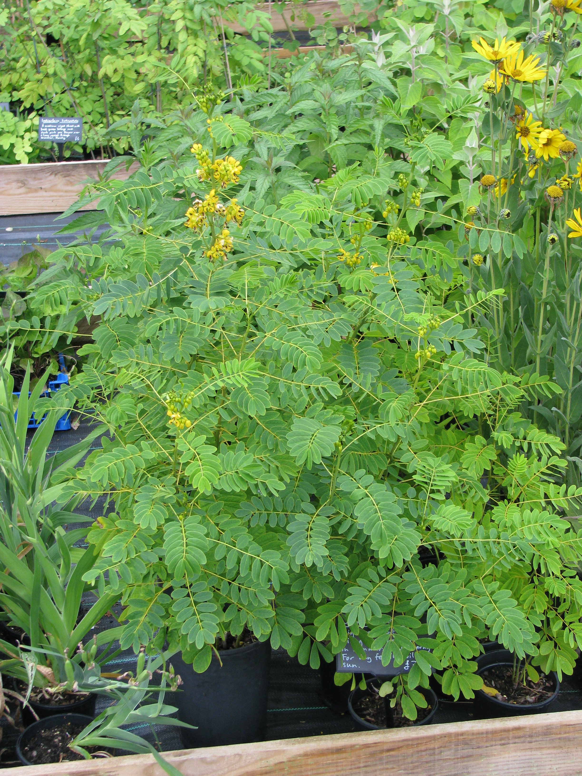 American senna plant identification view