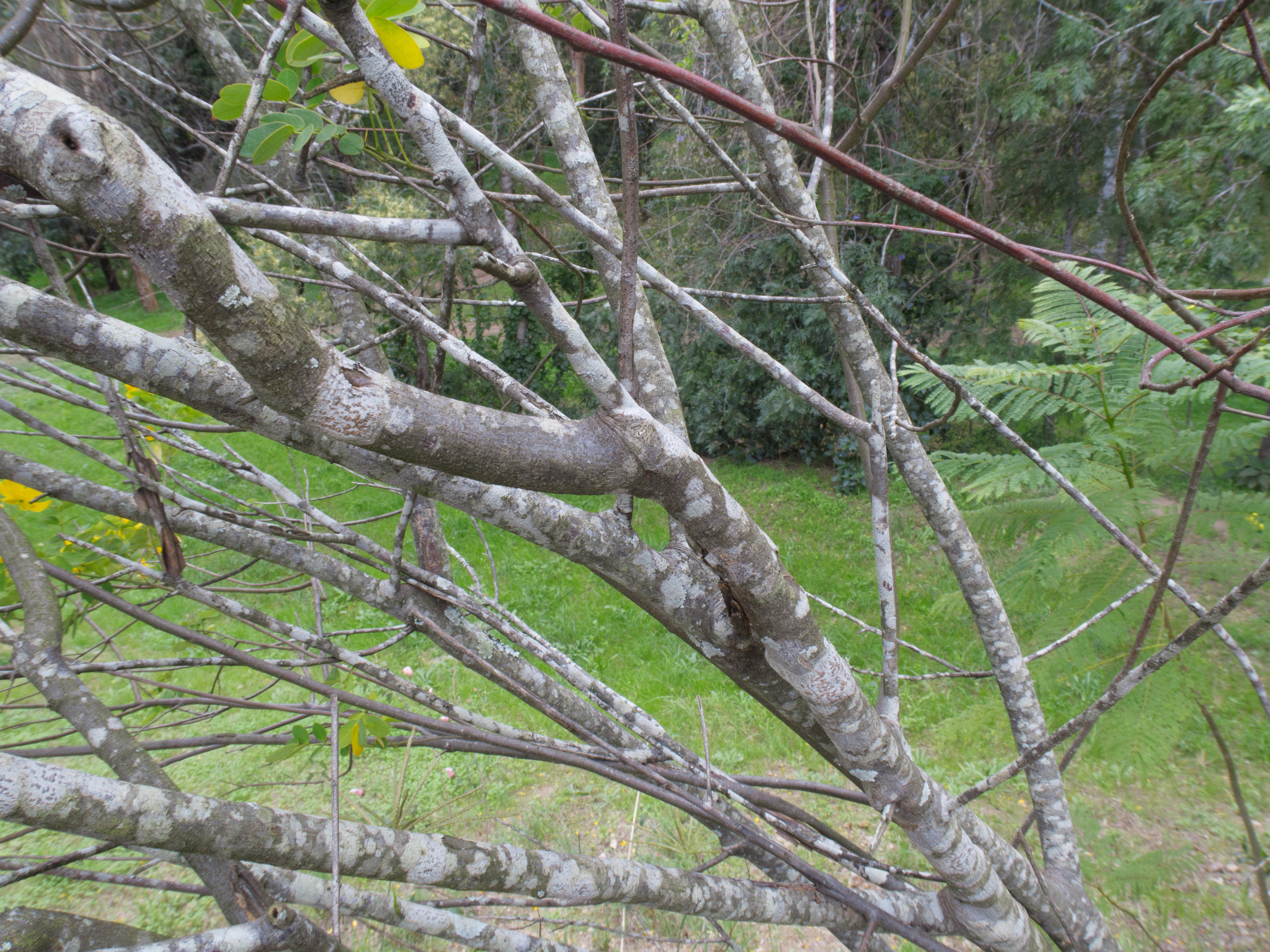 American senna stem identification view