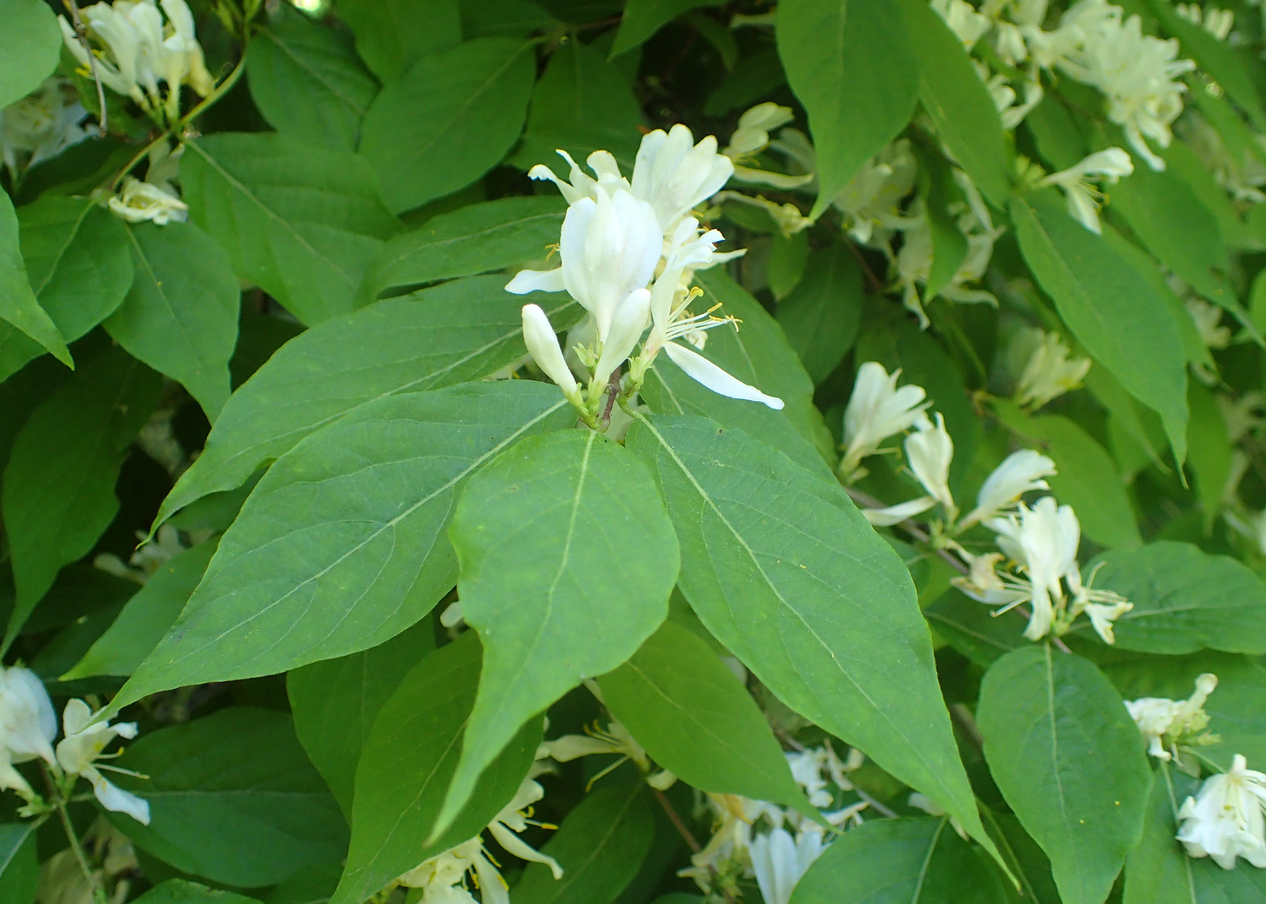 Amur Honeysuckle flower identification view