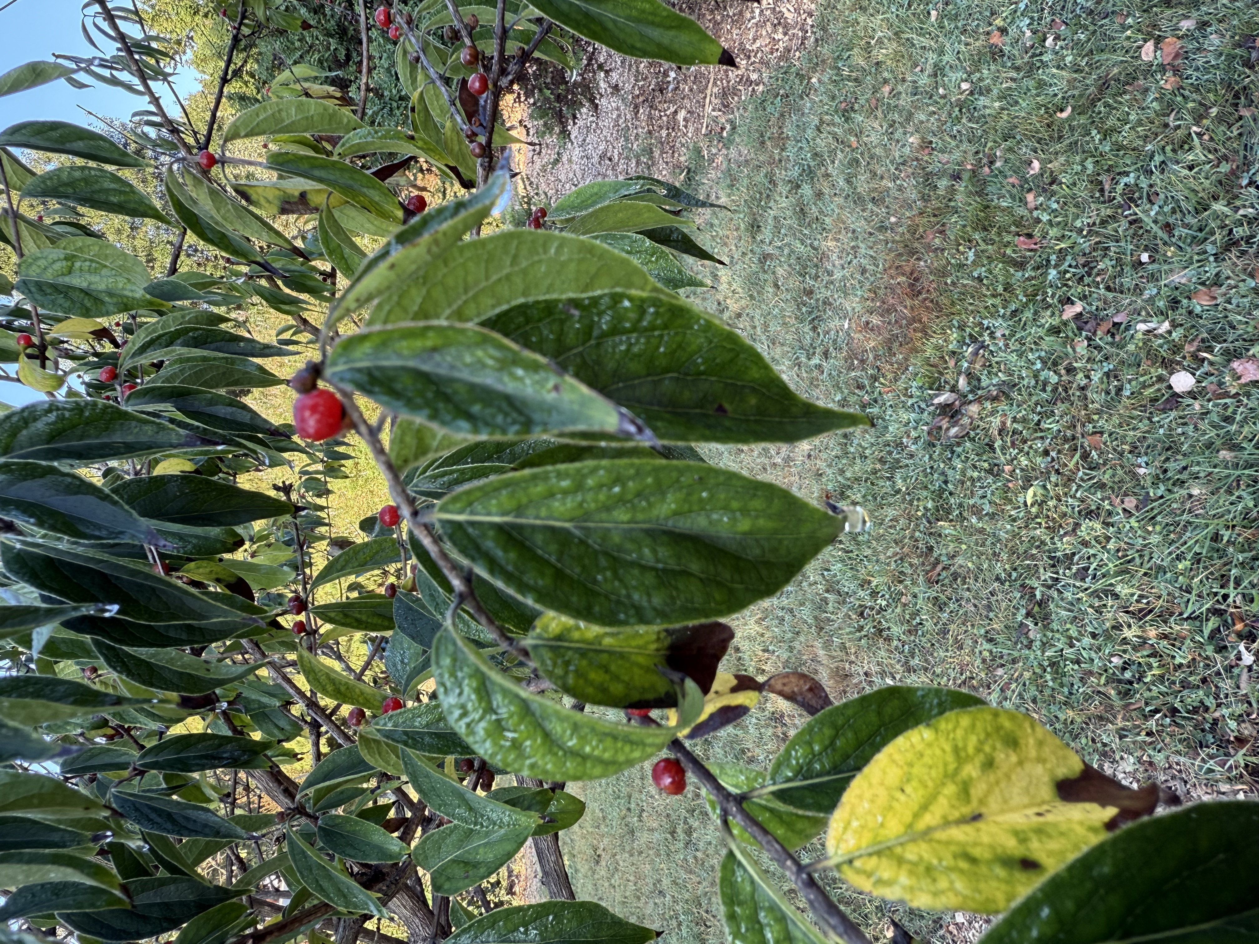 Amur Honeysuckle fruit identification view