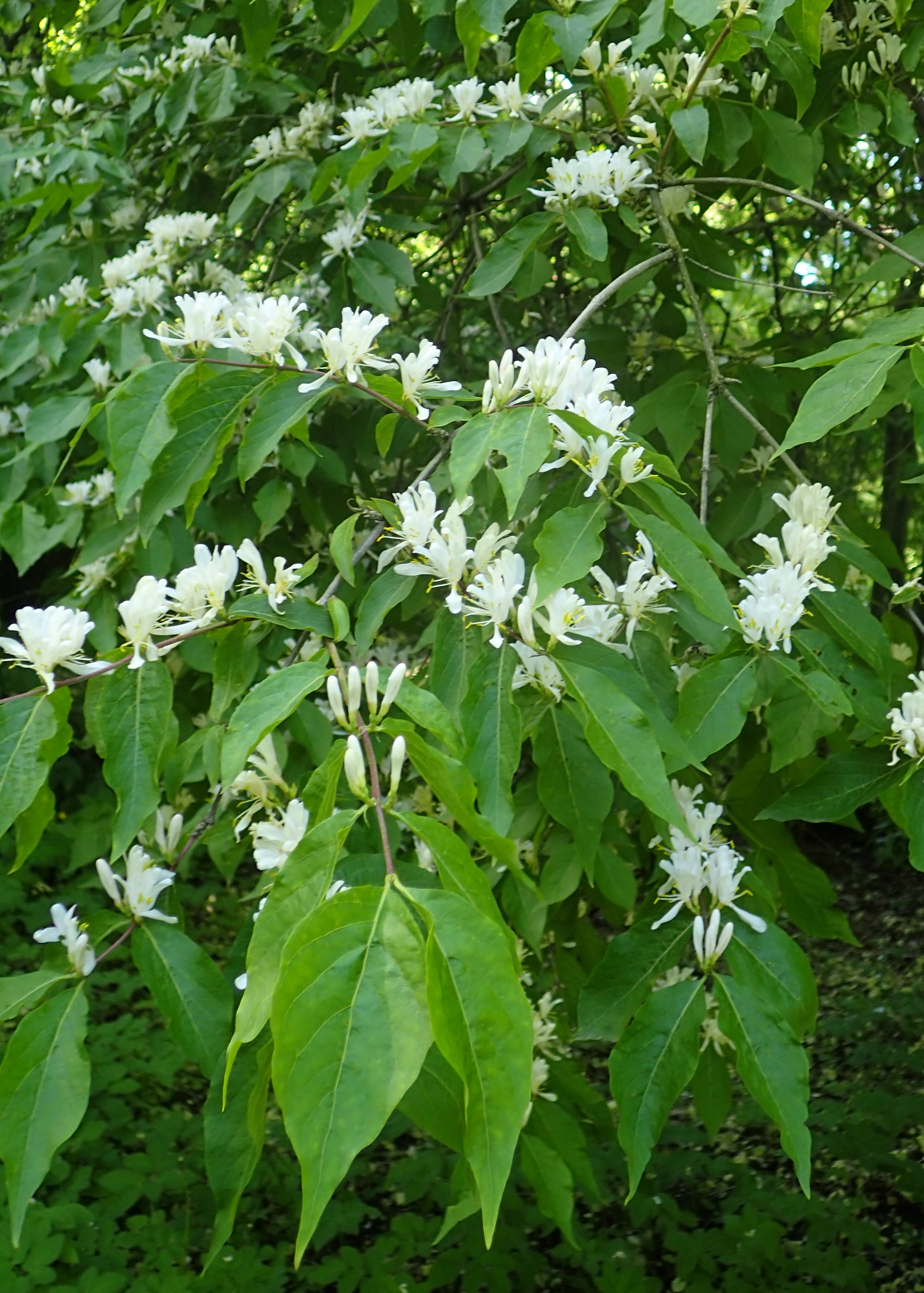 Amur Honeysuckle plant identification view