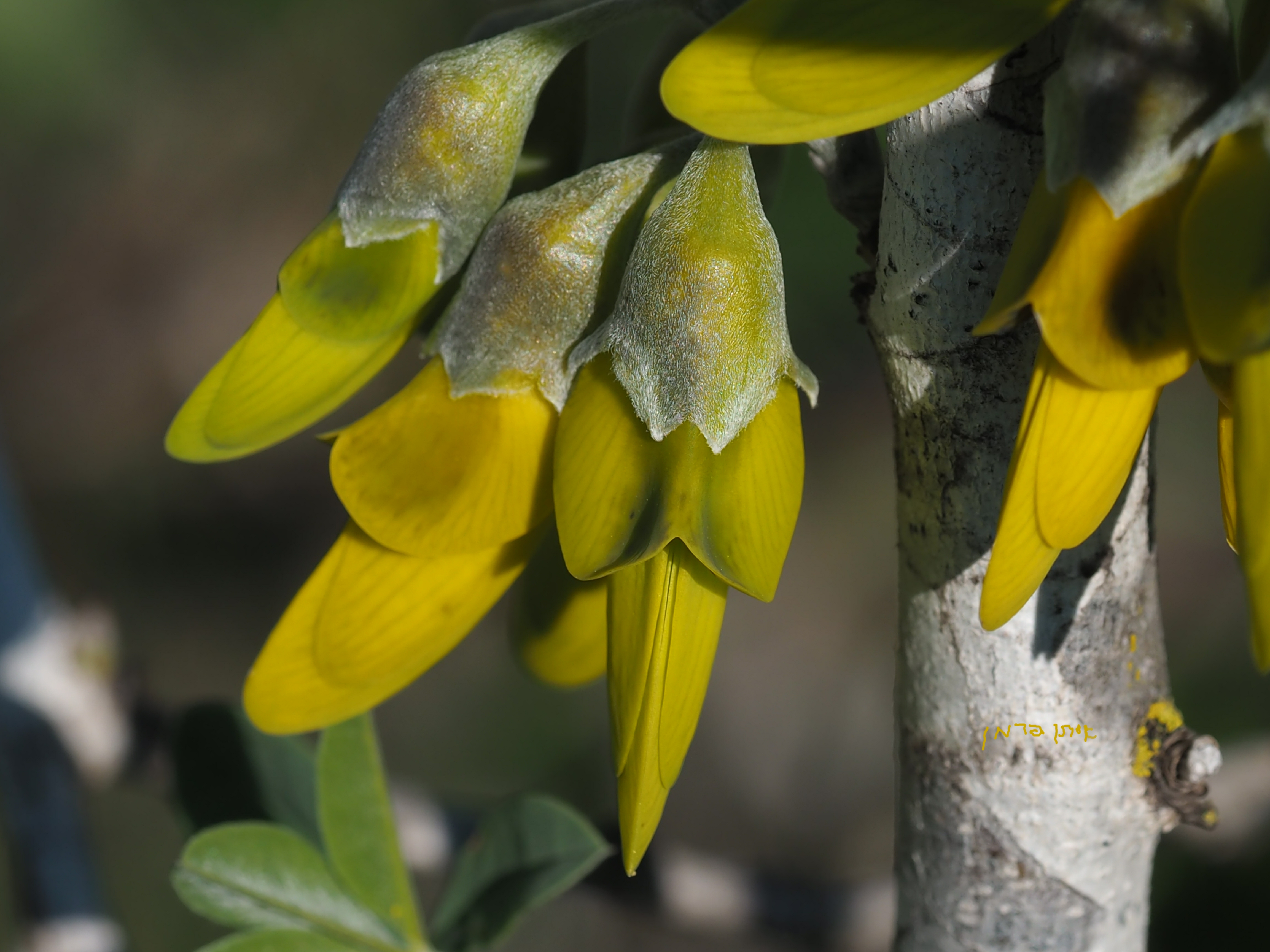 Anagyris foetida flower identification view