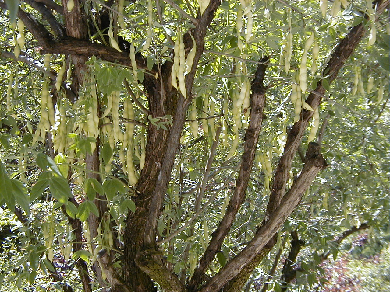 Anagyris foetida fruit identification view
