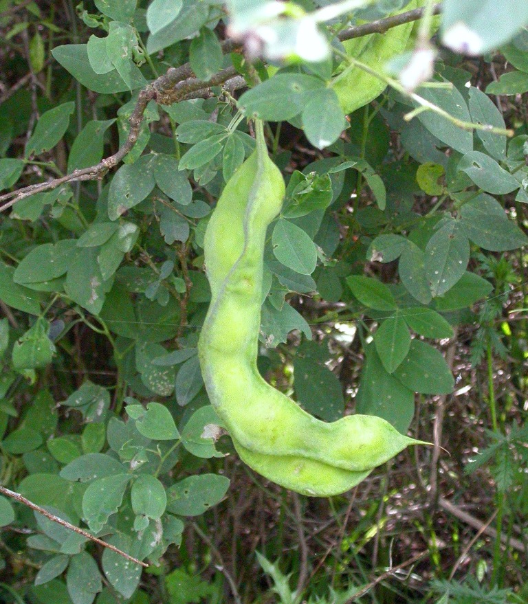 Anagyris foetida leaf identification view
