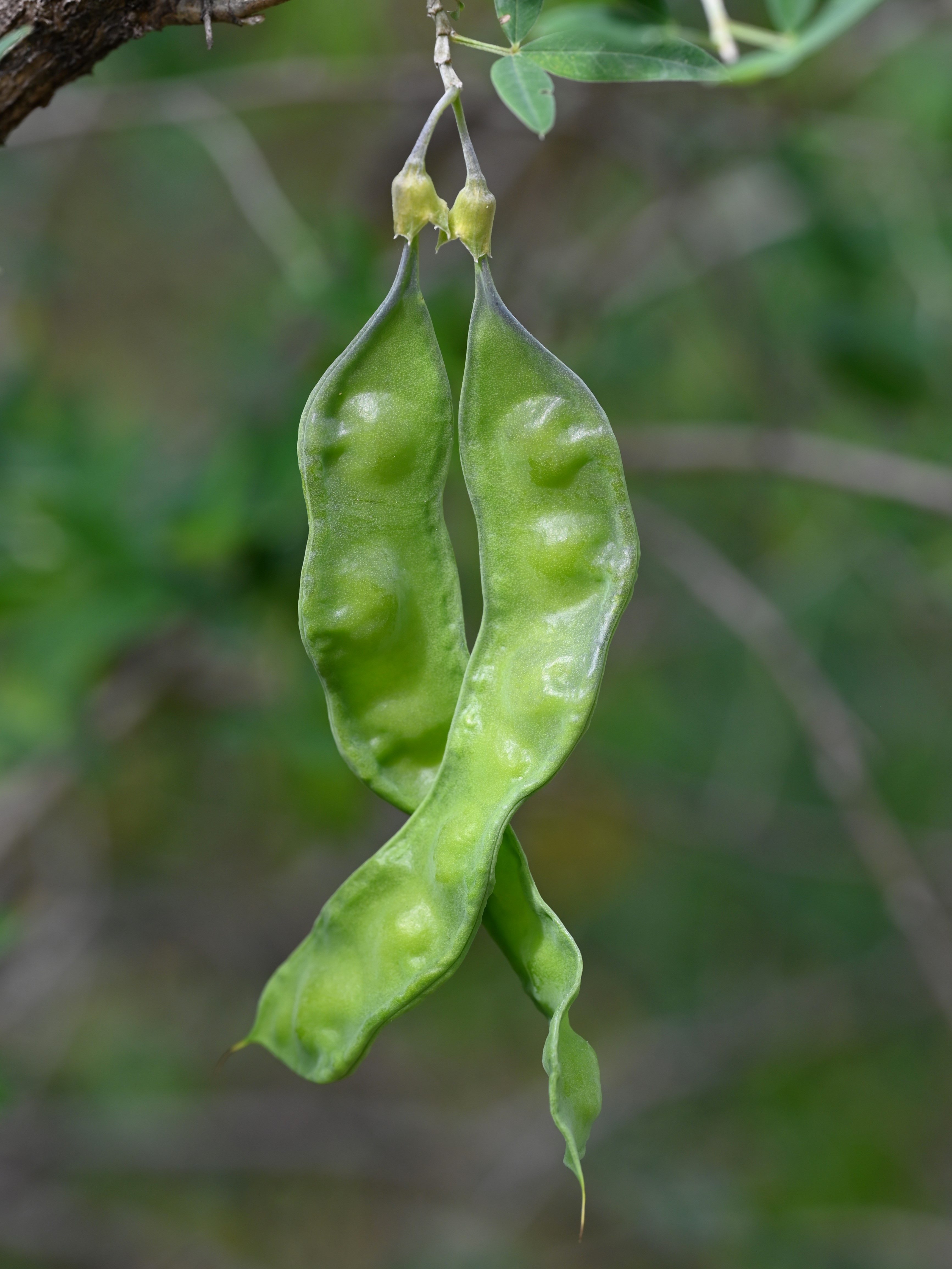 Anagyris foetida plant identification view