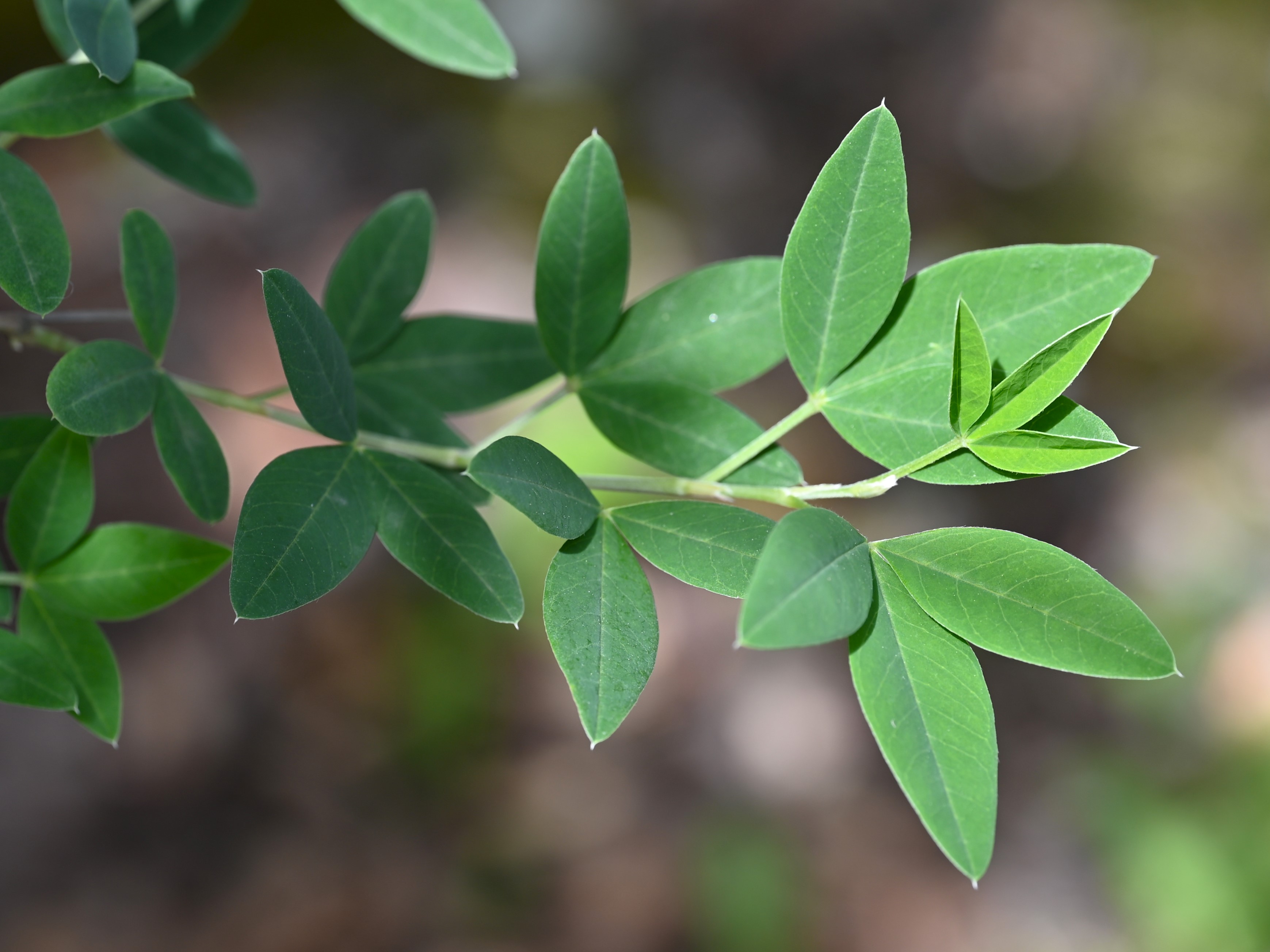 Anagyris foetida stem identification view