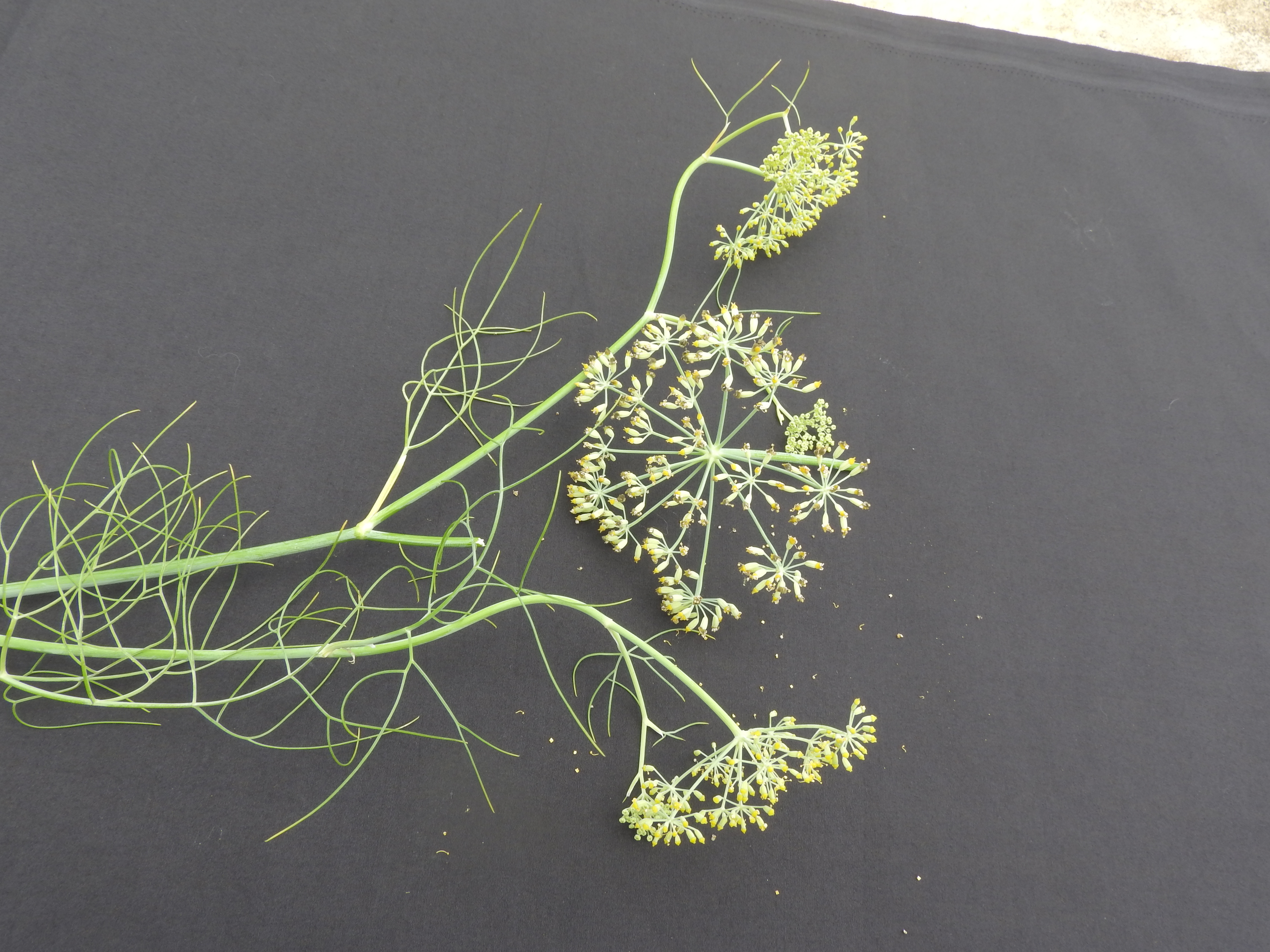 Anise/Aniseed flower identification view