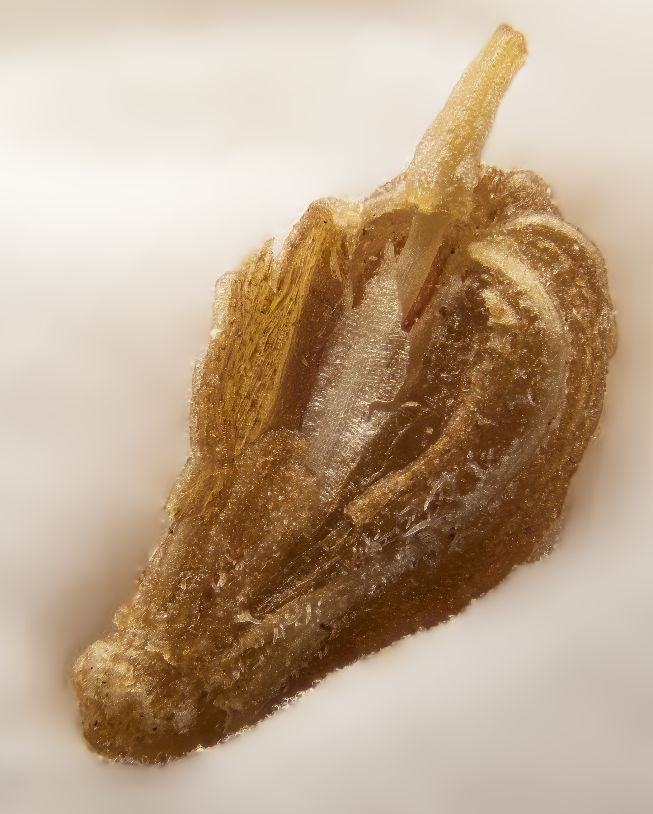 Anise/Aniseed fruit identification view