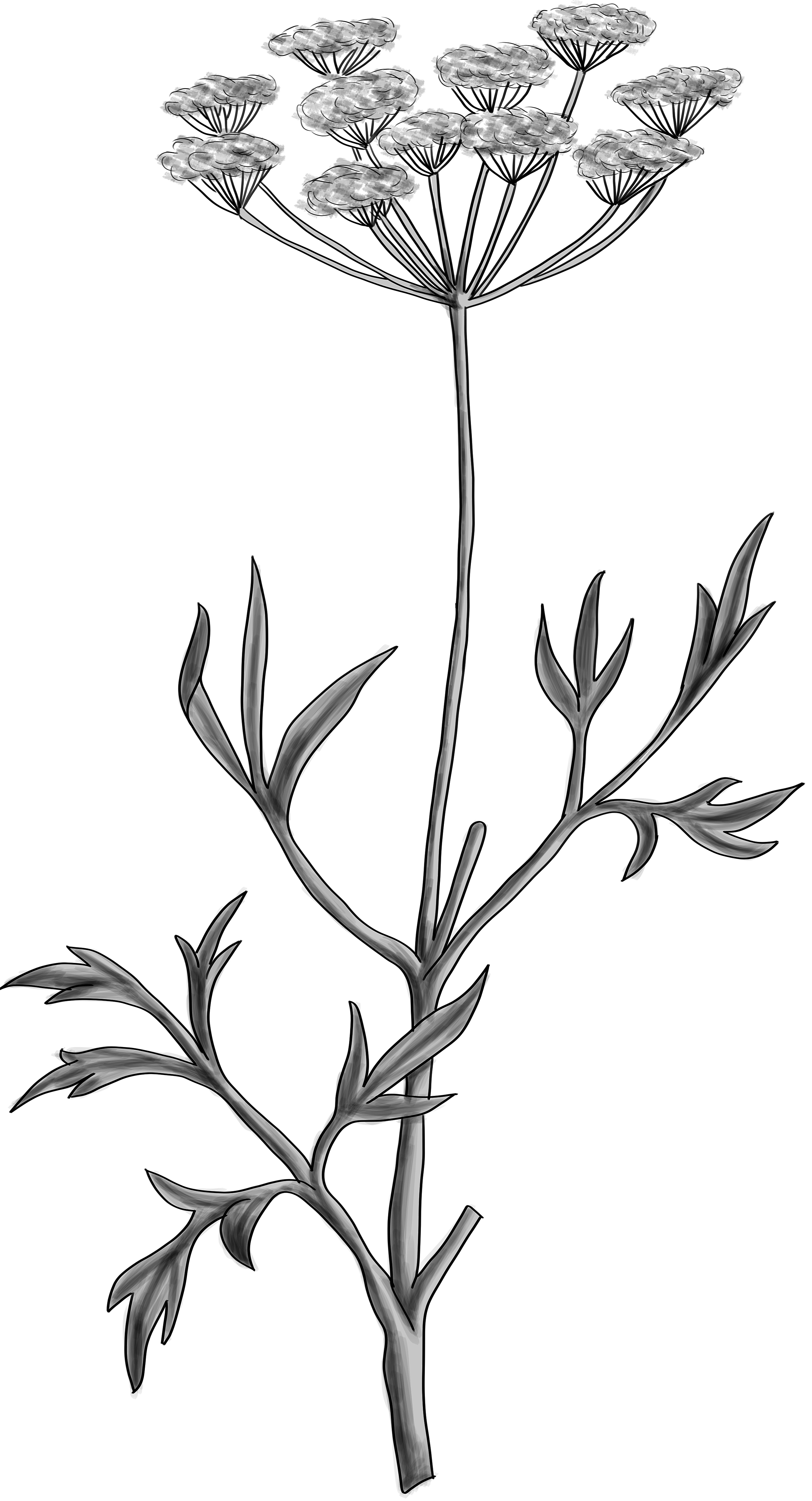 Anise/Aniseed leaf identification view