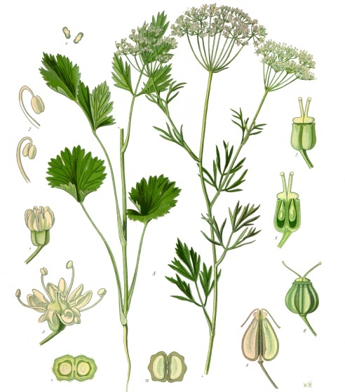 Anise/Aniseed plant identification view