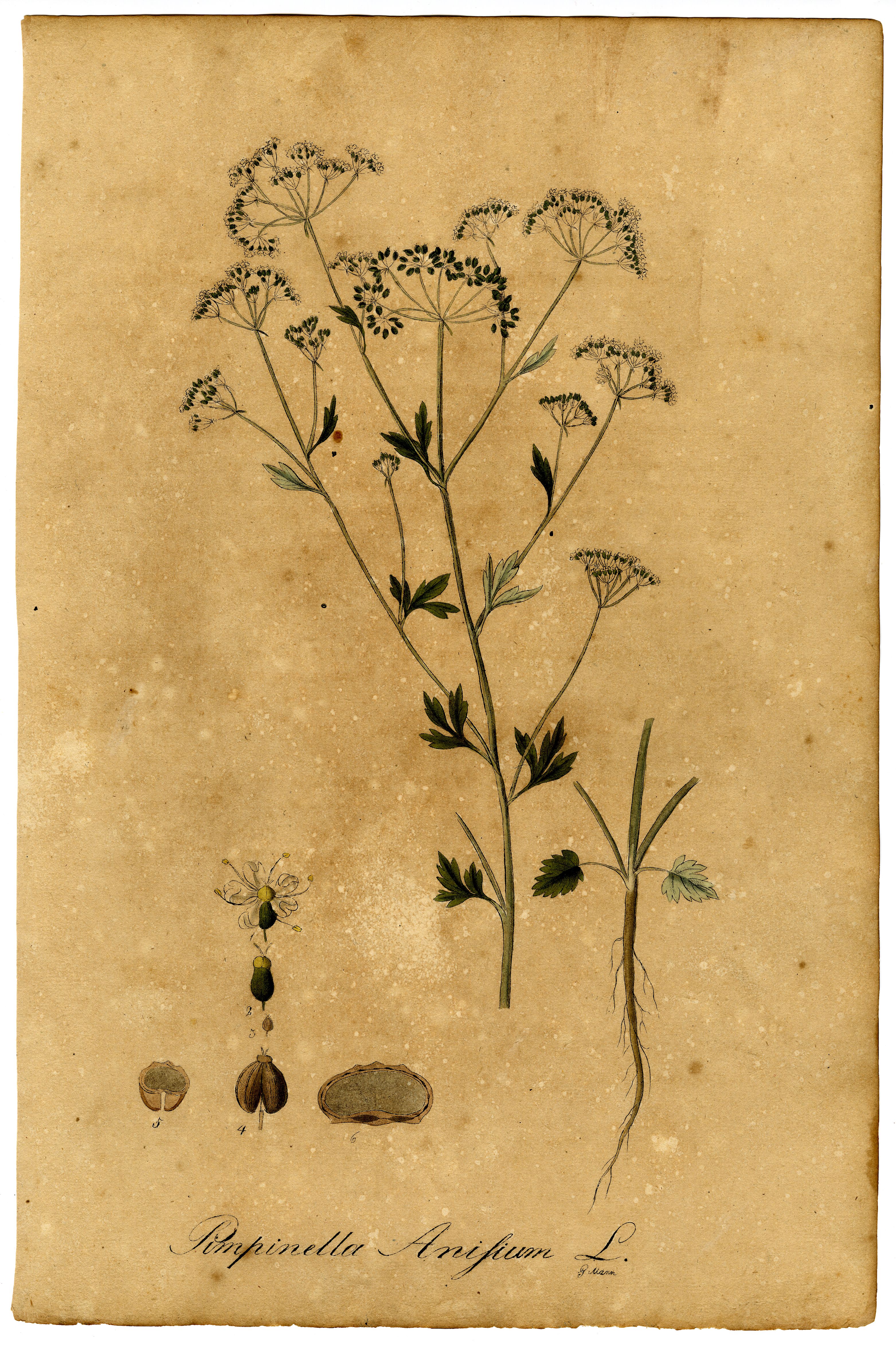 Anise/Aniseed stem identification view