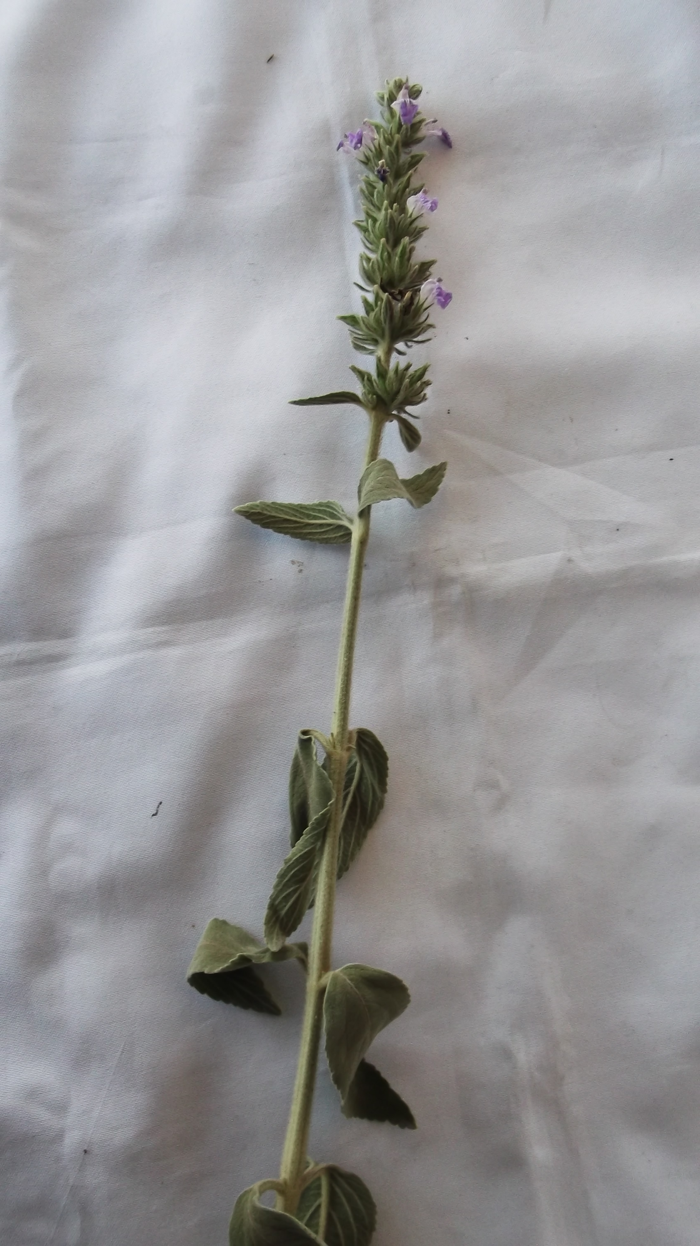 Anisomeles malabarica flower identification view