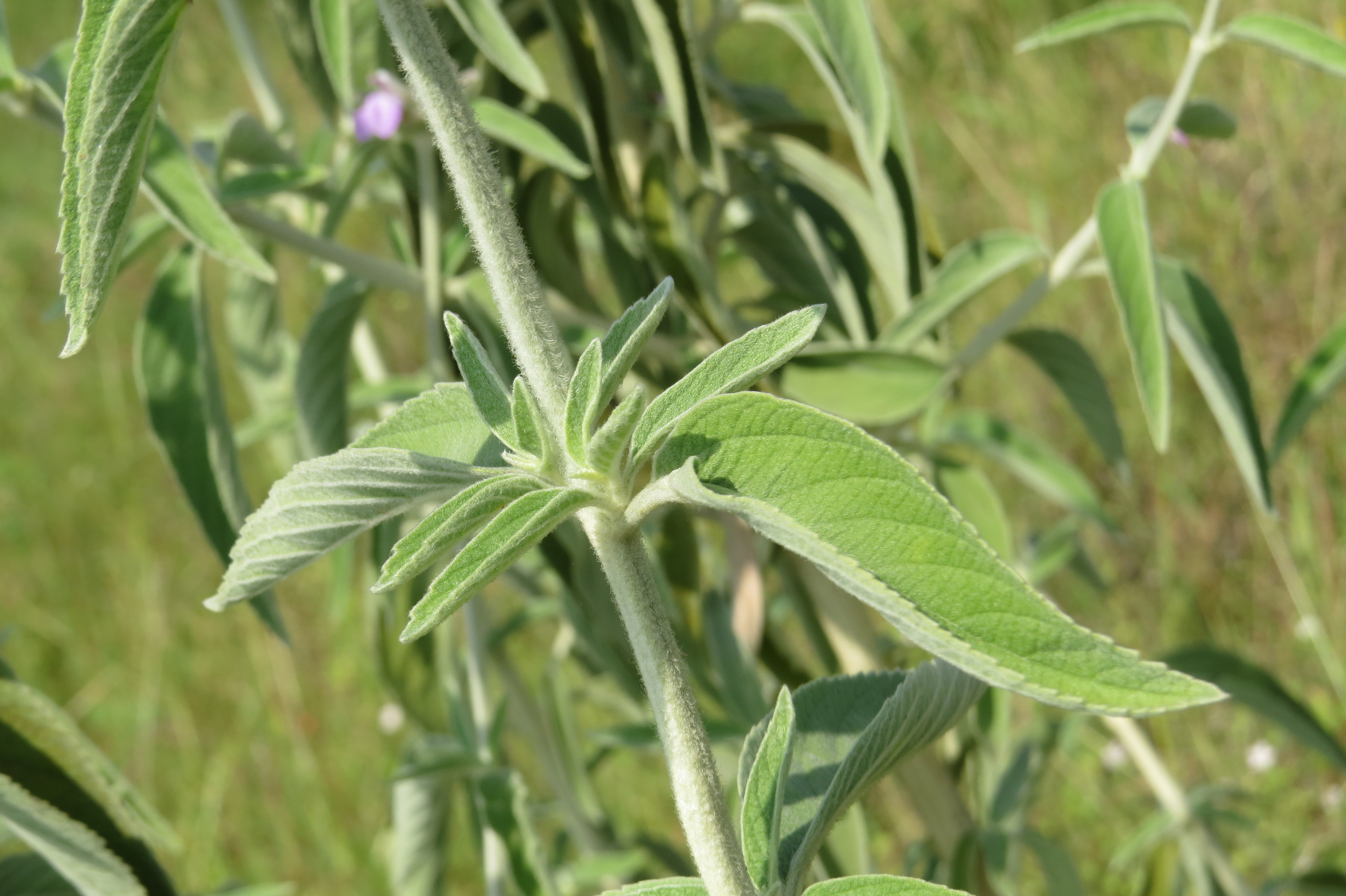 Anisomeles malabarica fruit identification view