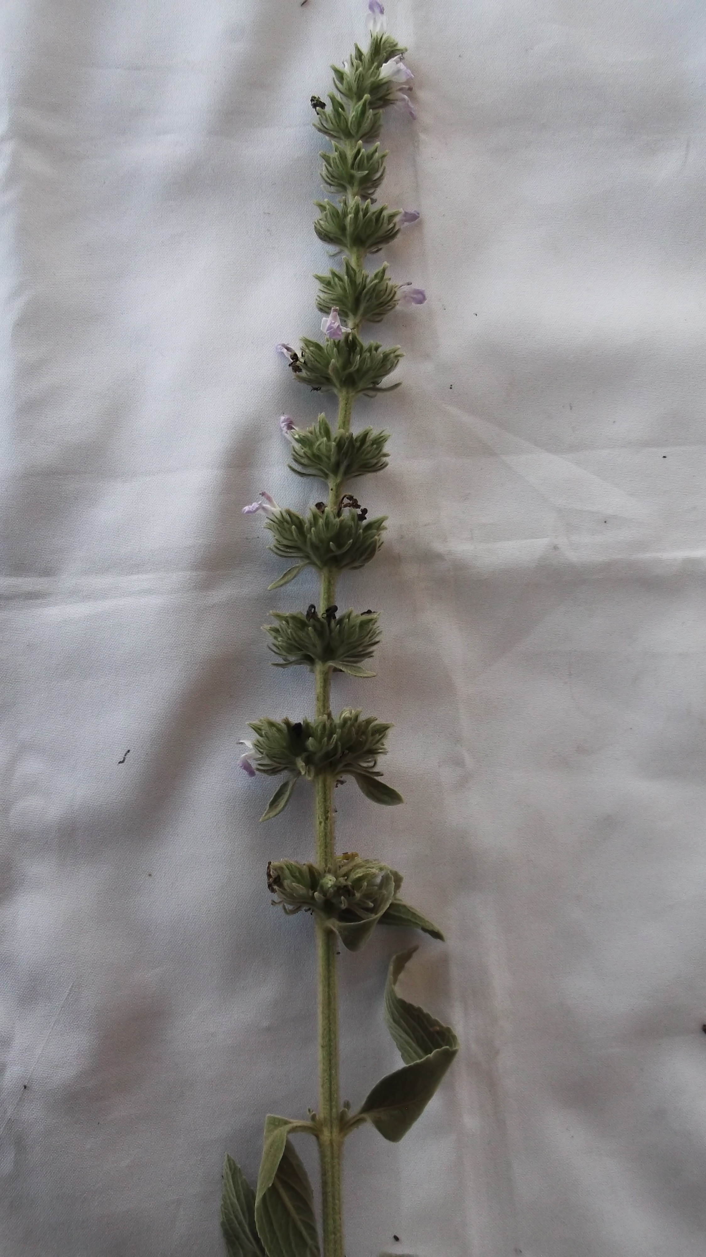 Anisomeles malabarica plant identification view