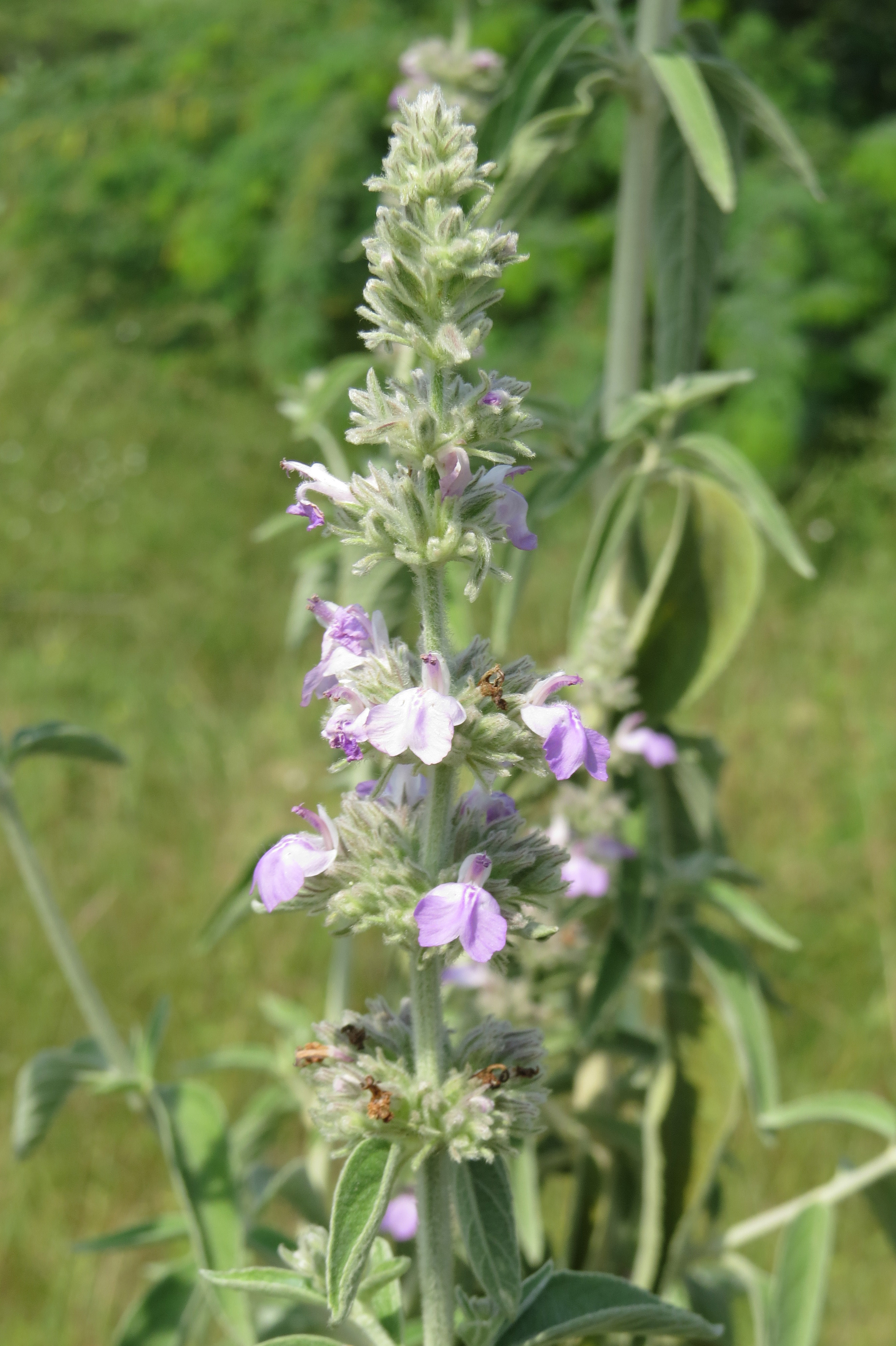 Anisomeles malabarica stem identification view