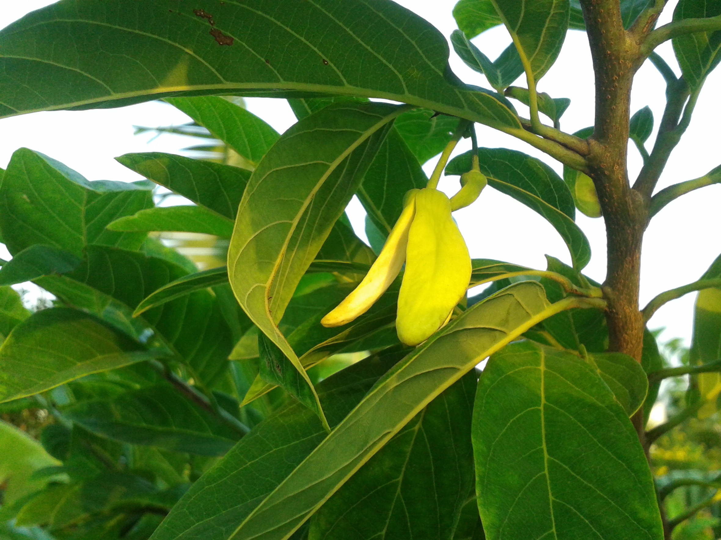 Annonaceae flower identification view