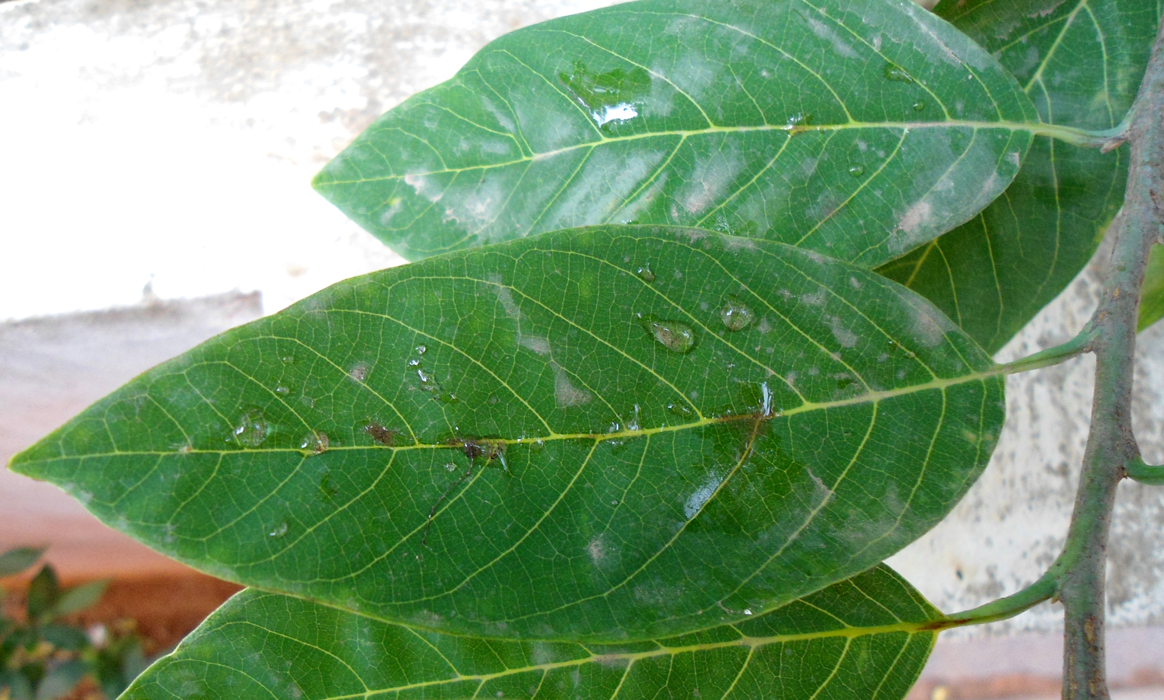 Annonaceae leaf identification view