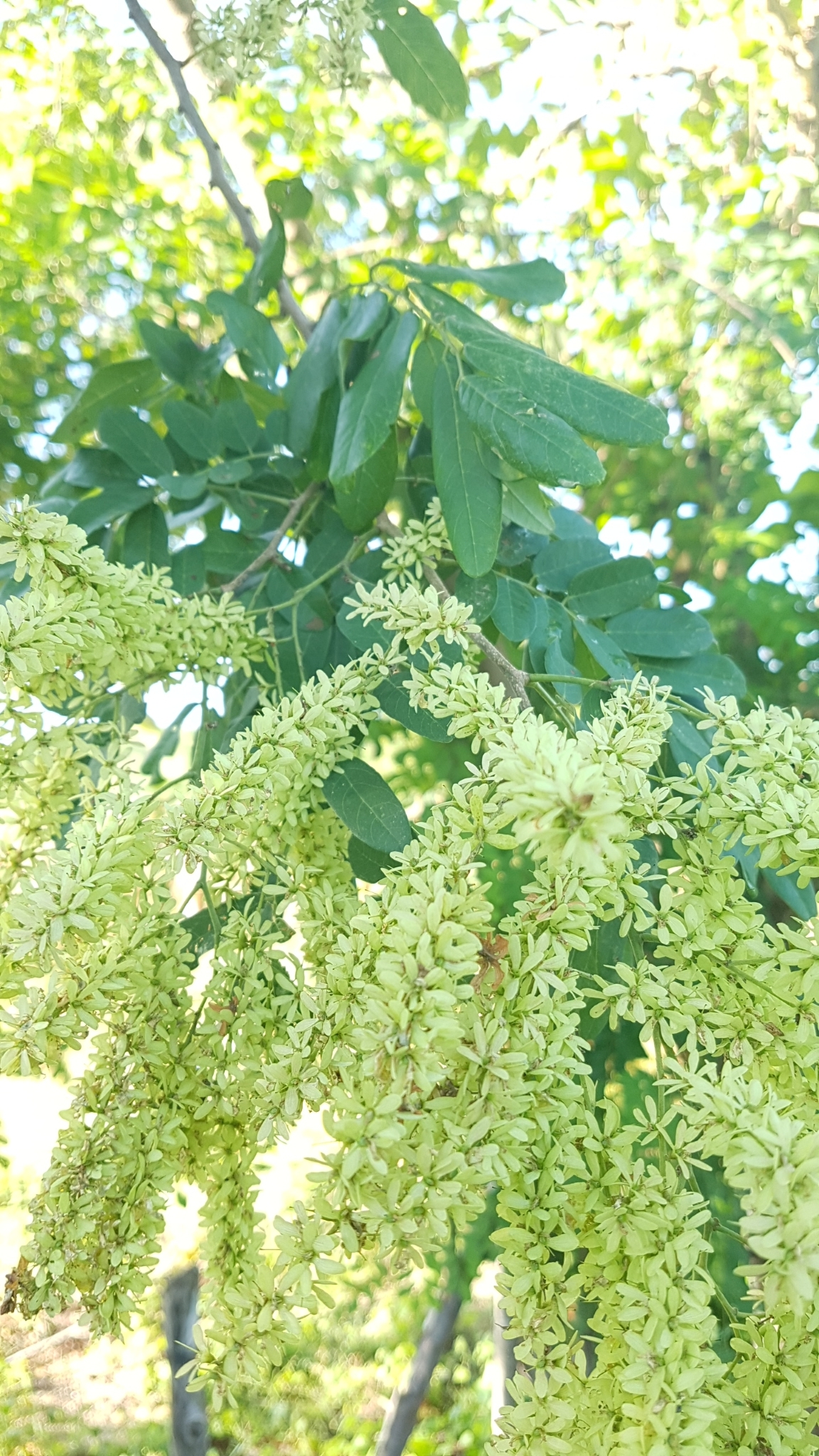 Apoplanesia paniculata flower identification view