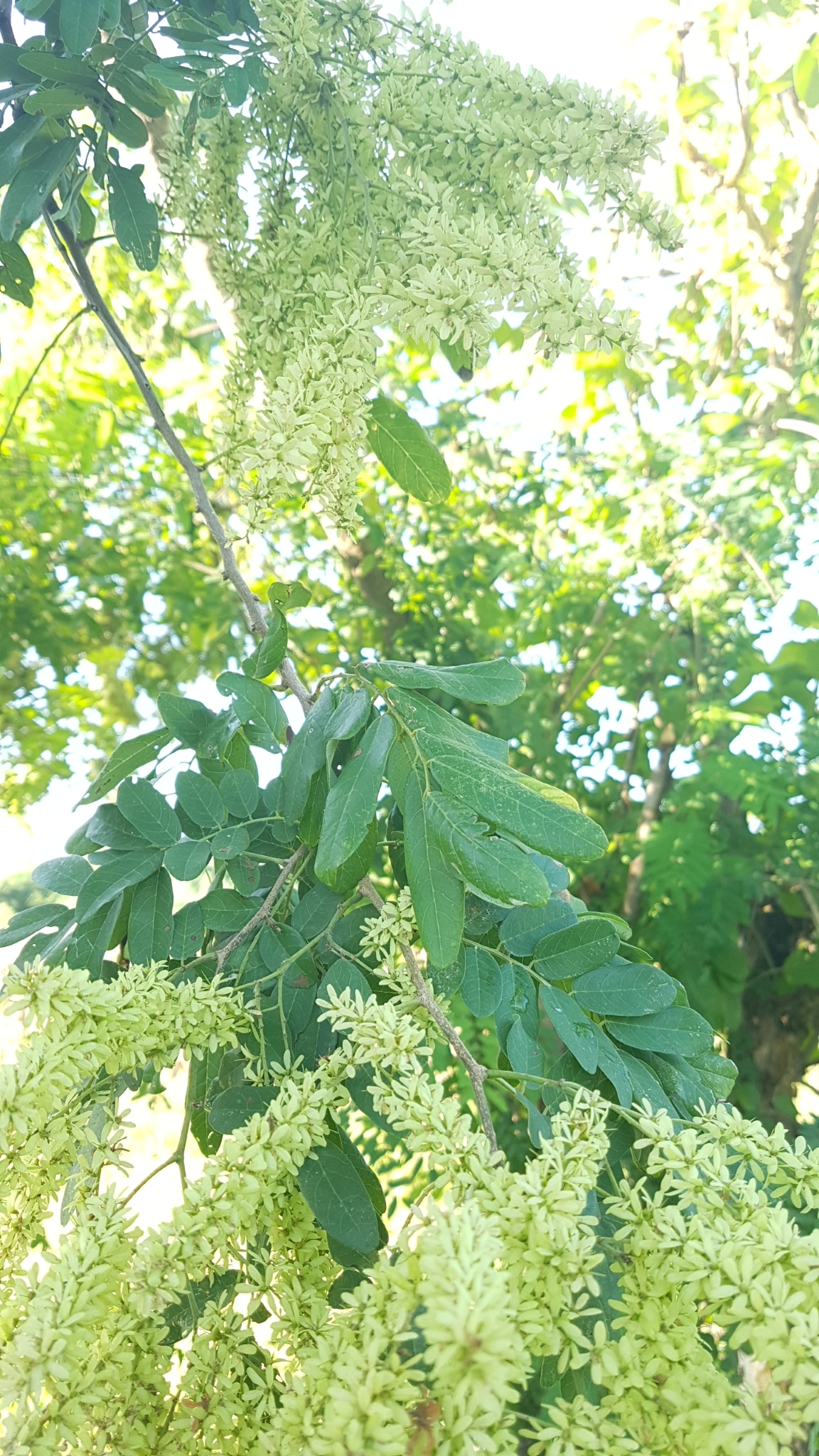 Apoplanesia paniculata leaf identification view