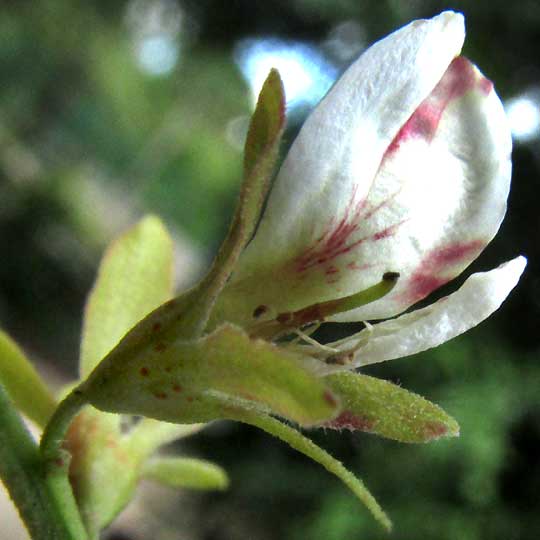 Apoplanesia paniculata plant identification view