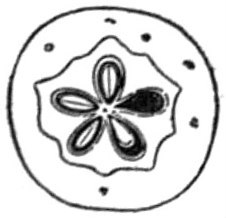 Apple fruit identification view