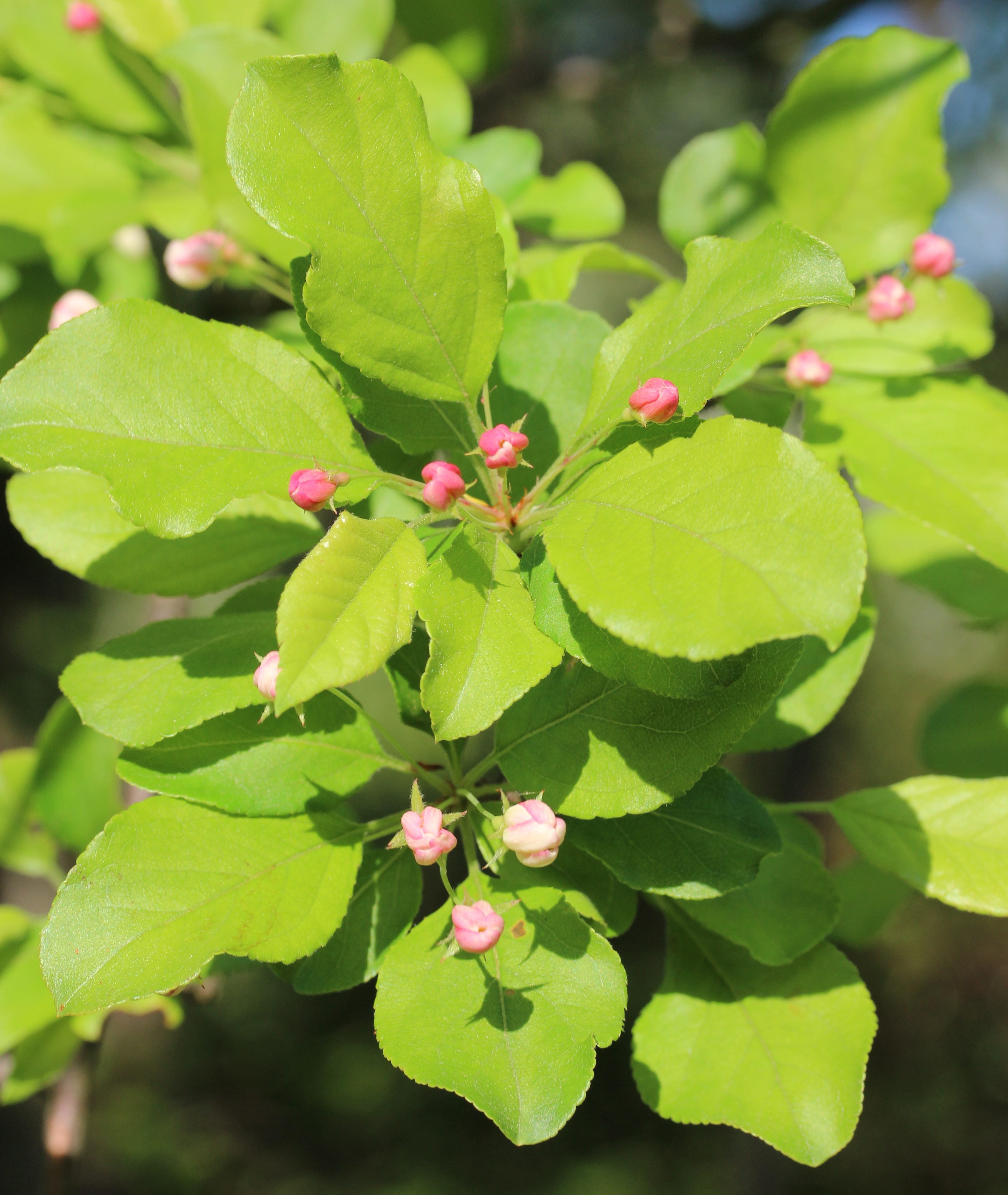 Apple leaf identification view