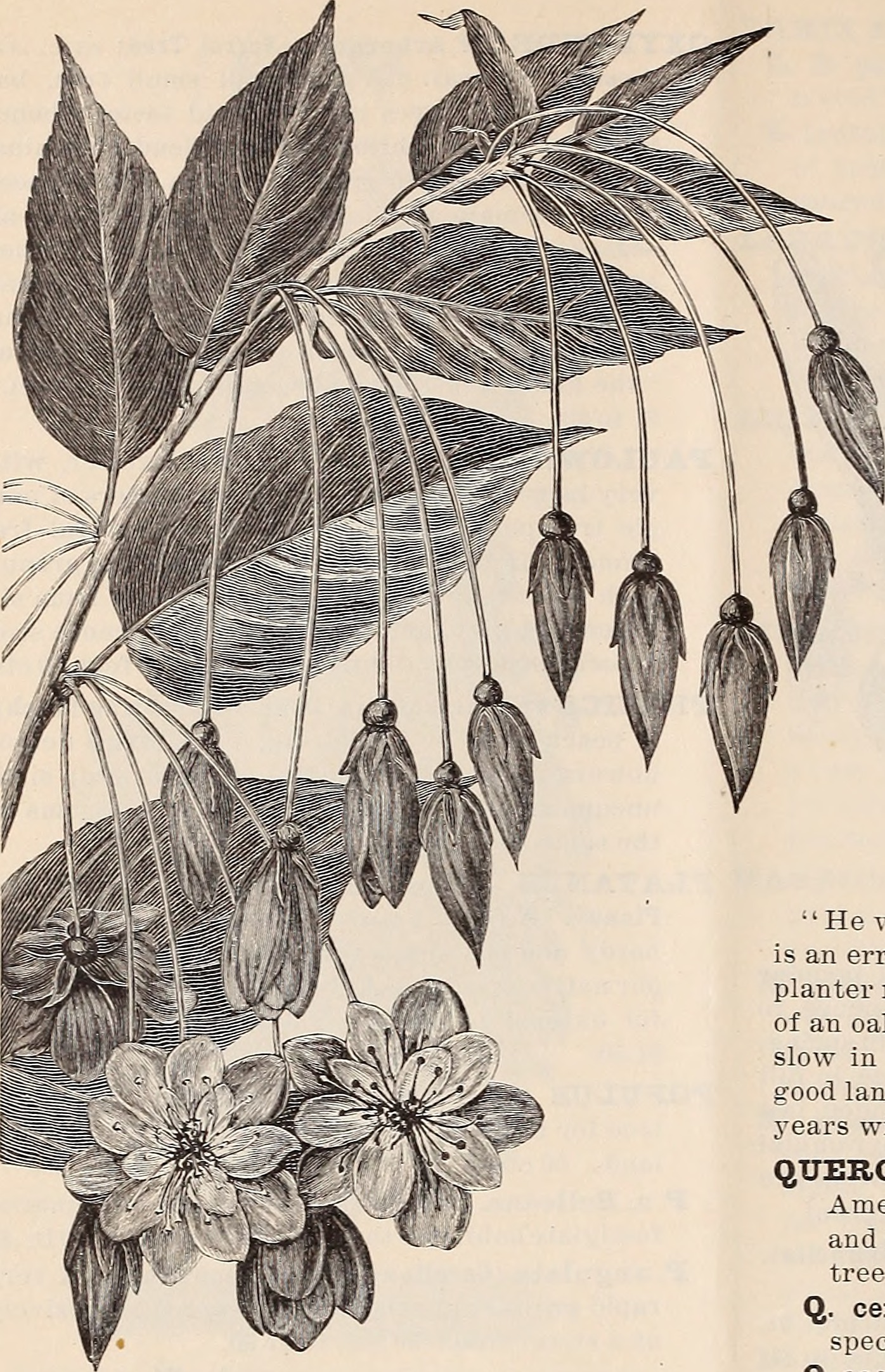 Apple stem identification view