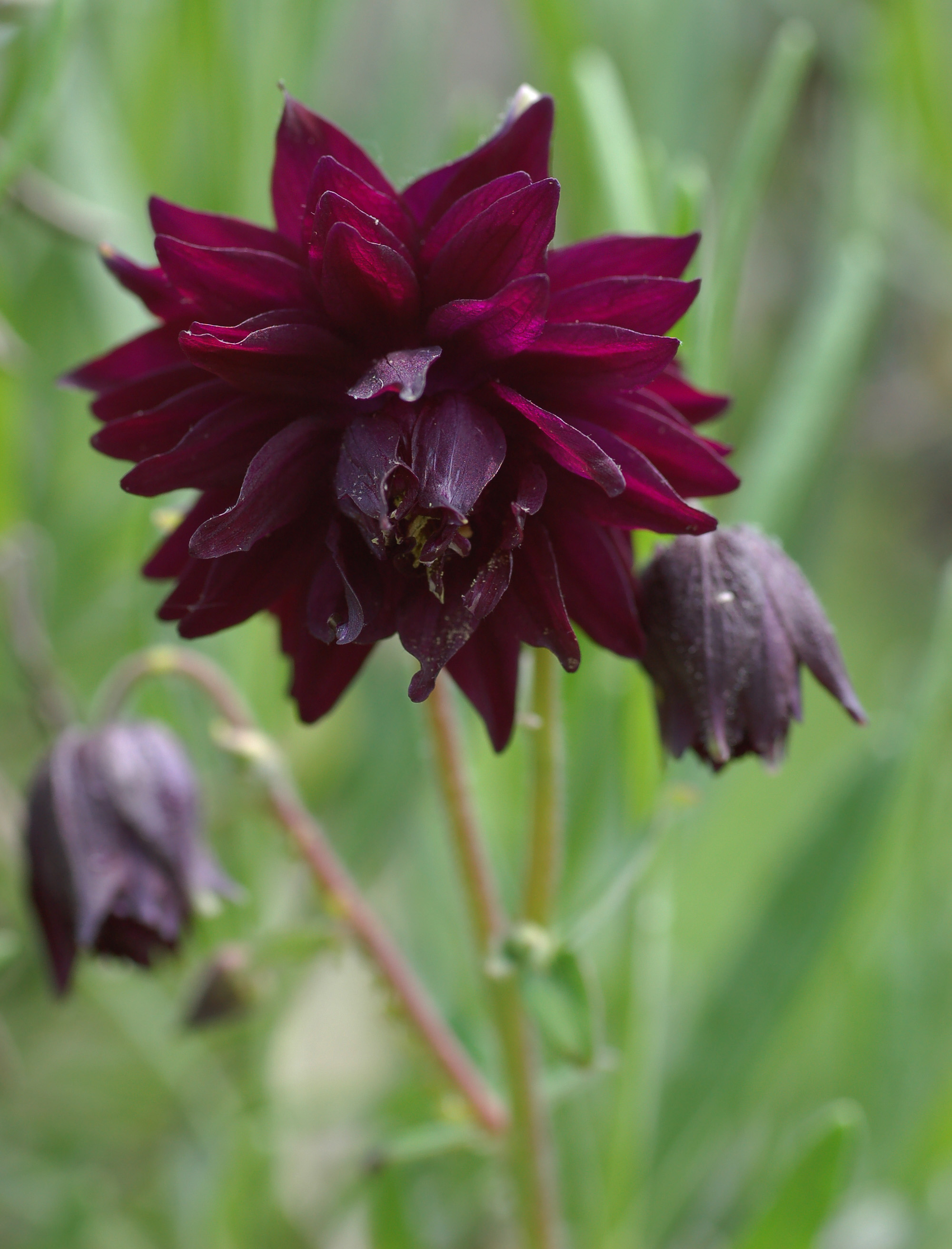 Aquilegia flower identification view
