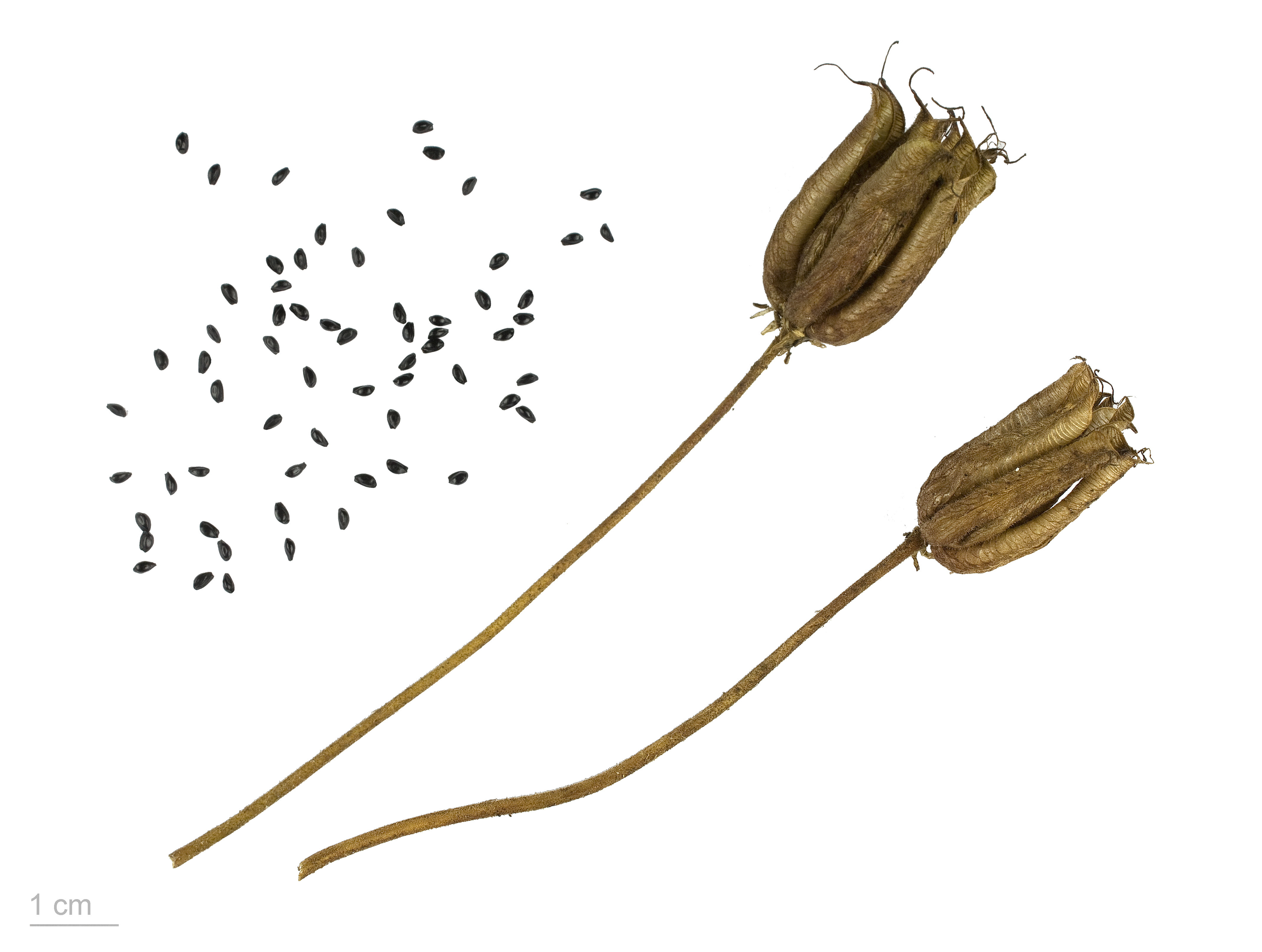 Aquilegia fruit identification view