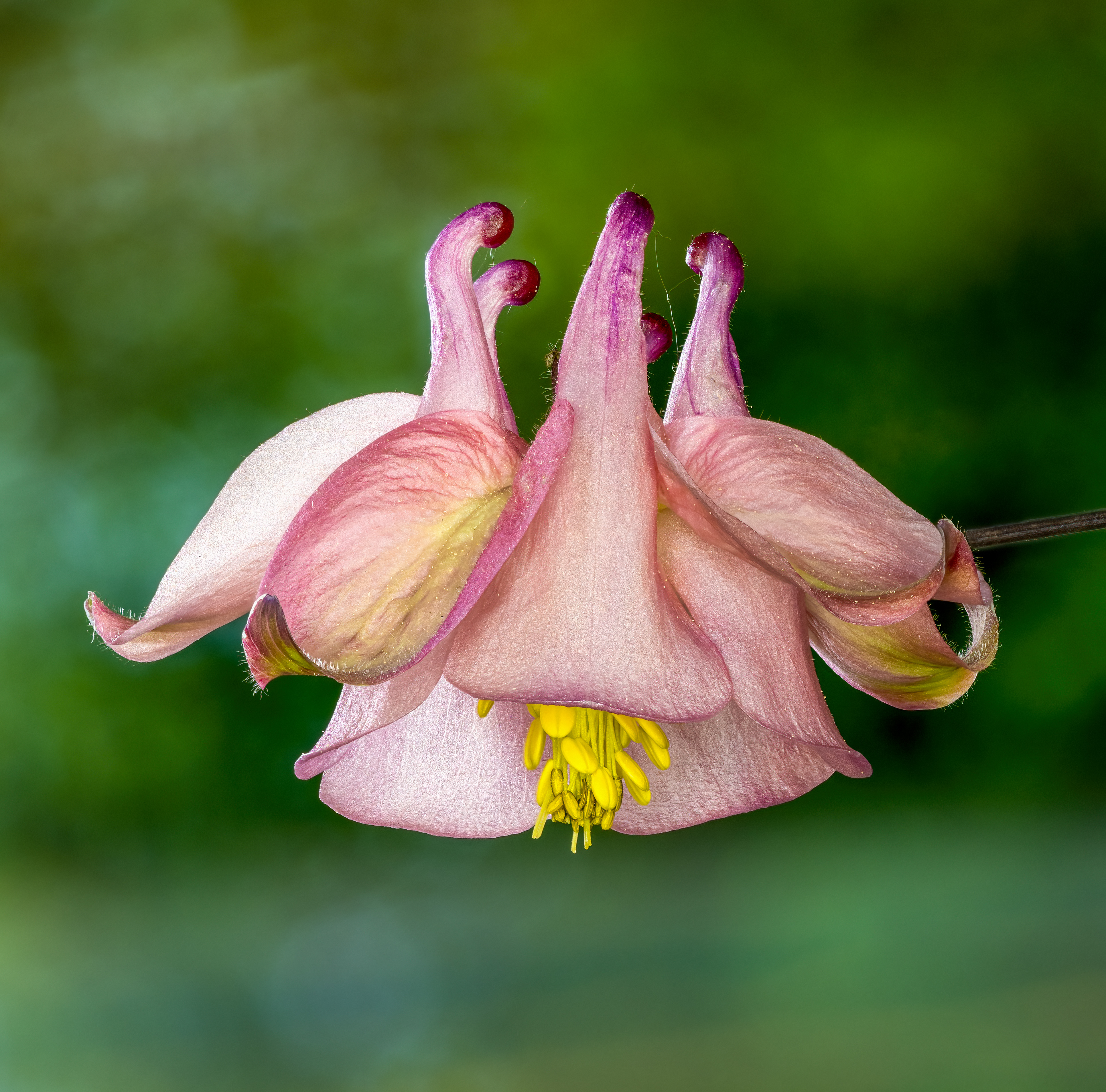 Aquilegia plant identification view