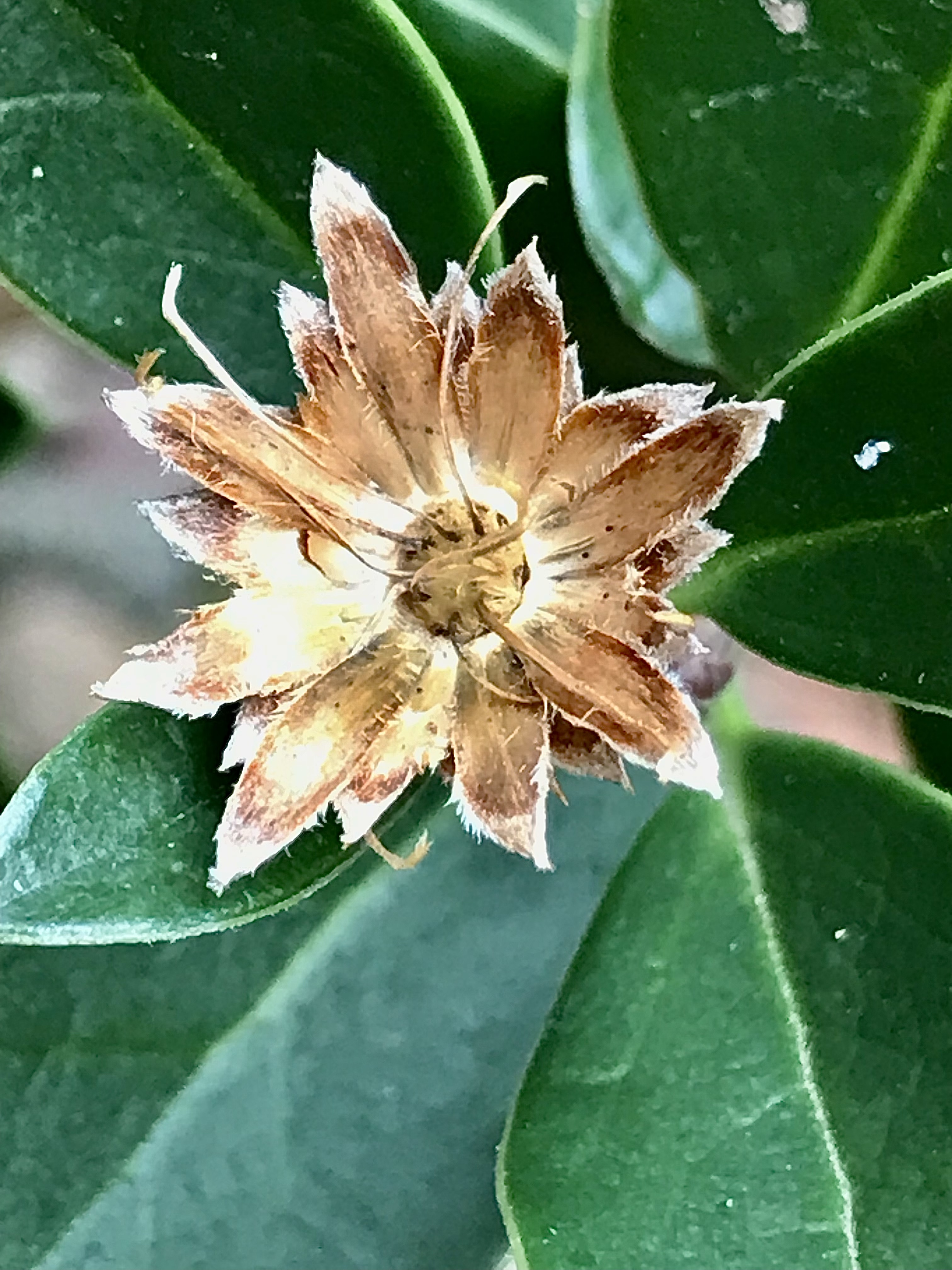 Archidasyphyllum diacanthoides flower identification view