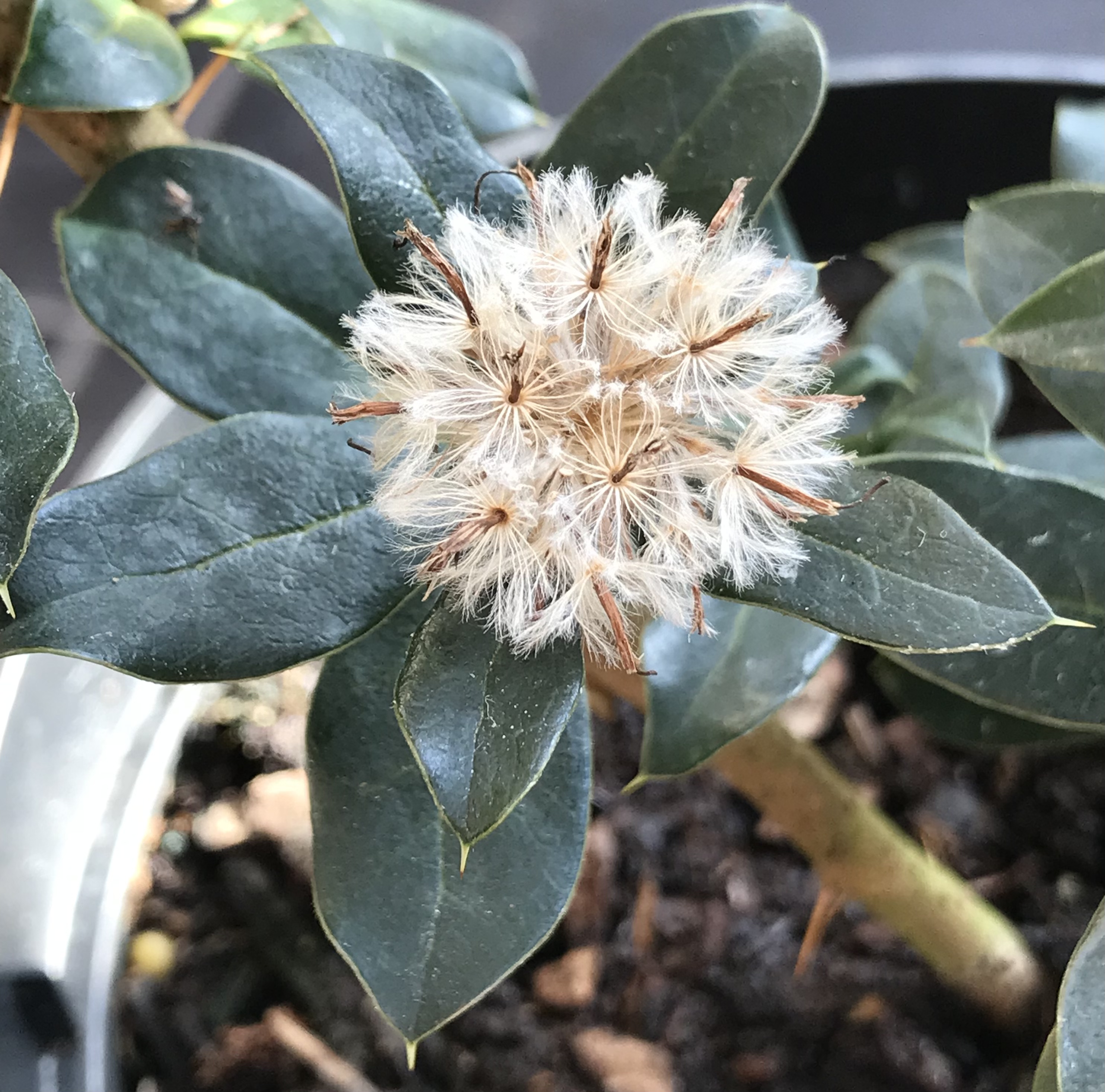 Archidasyphyllum diacanthoides fruit identification view