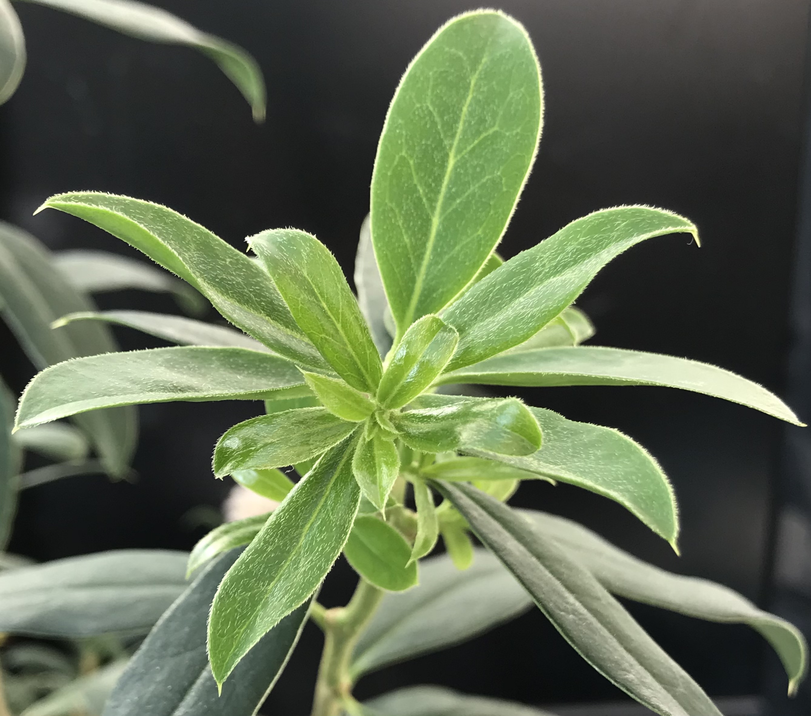 Archidasyphyllum diacanthoides leaf identification view