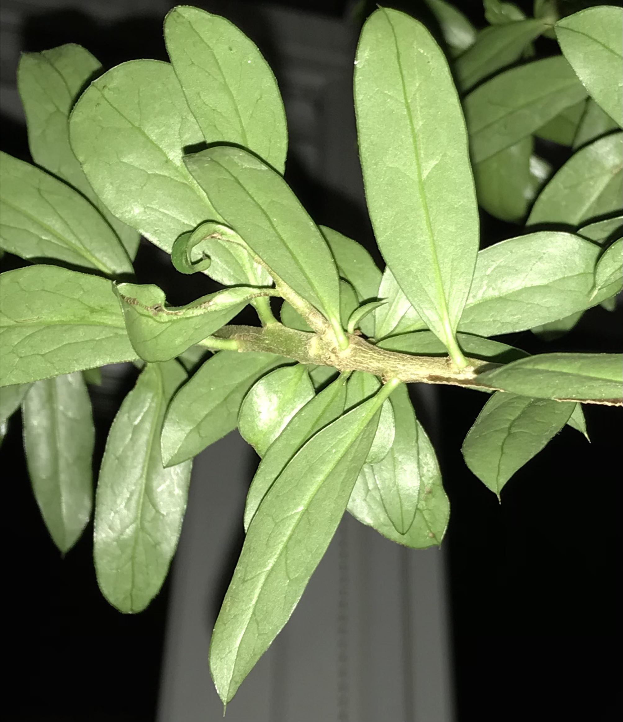 Archidasyphyllum diacanthoides stem identification view