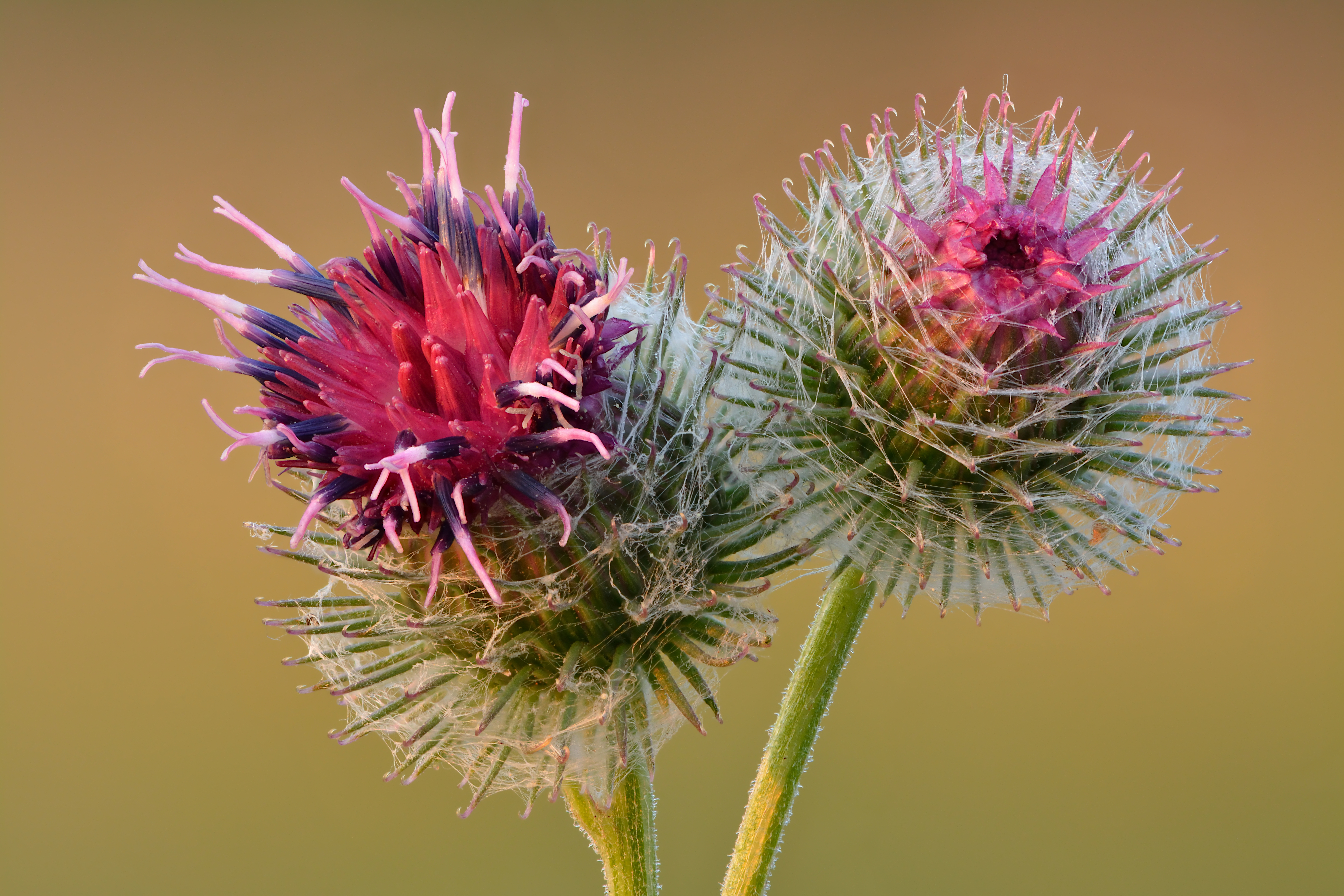 Arctium flower identification view