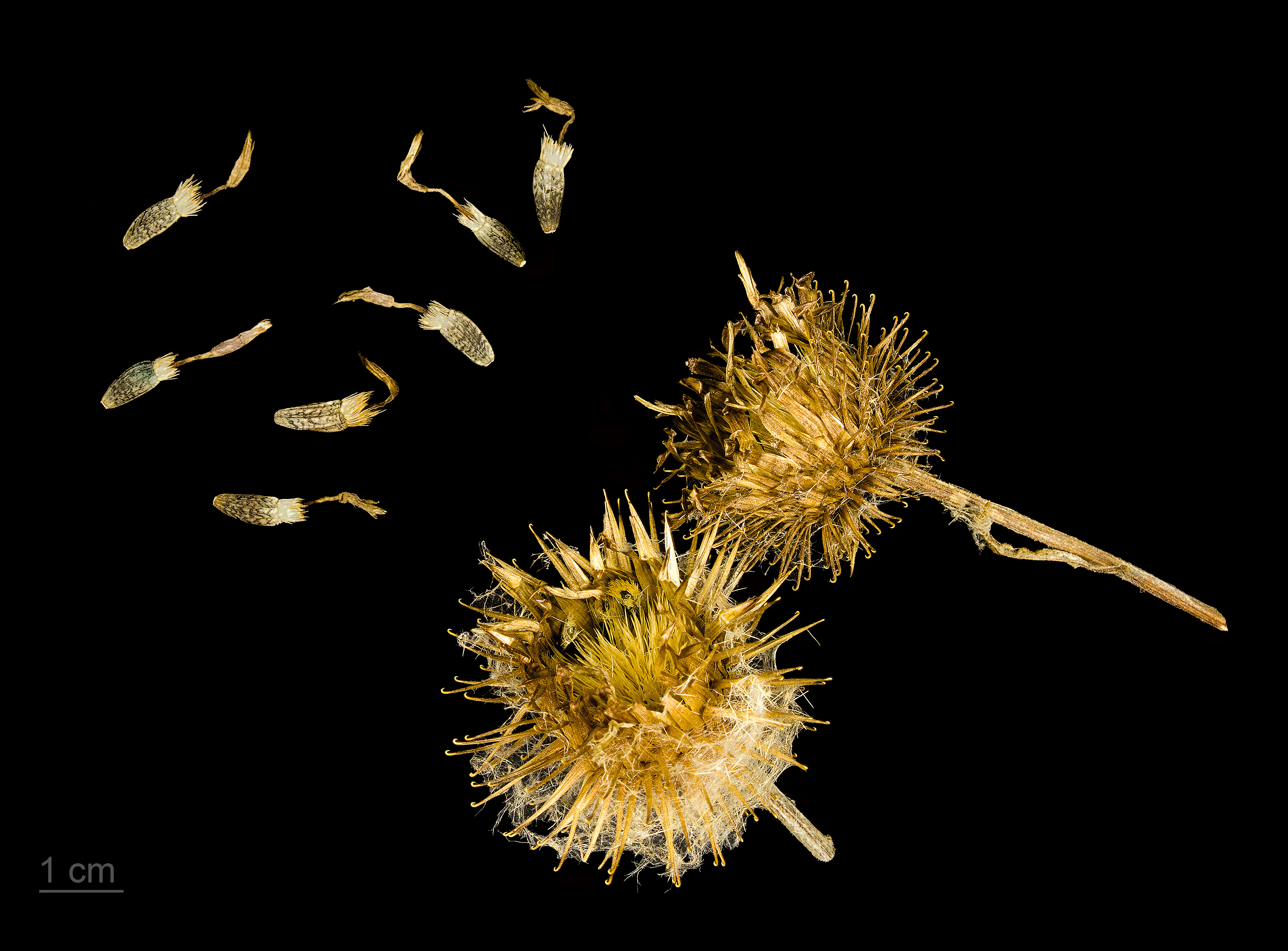 Arctium fruit identification view