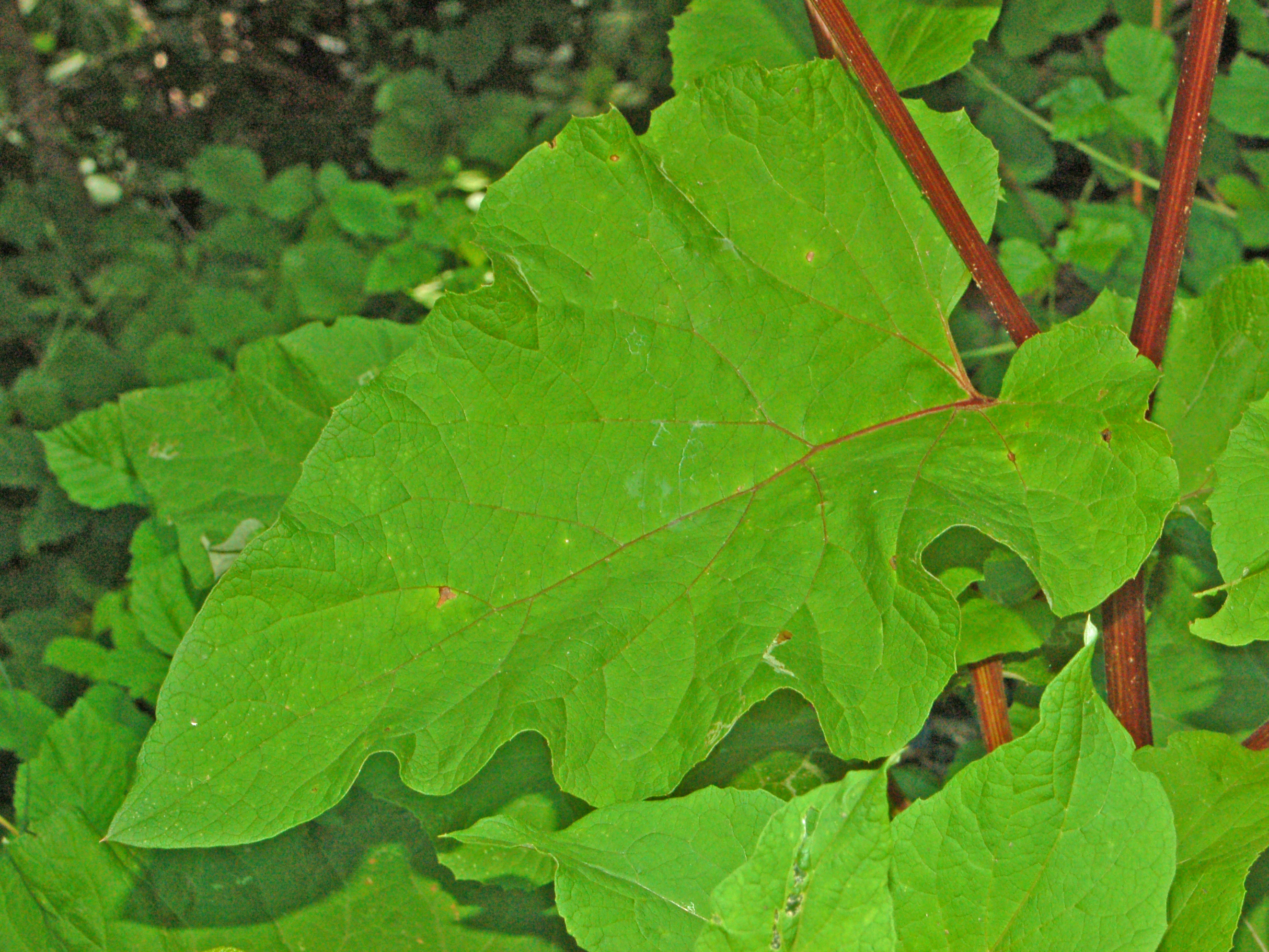 Arctium leaf identification view