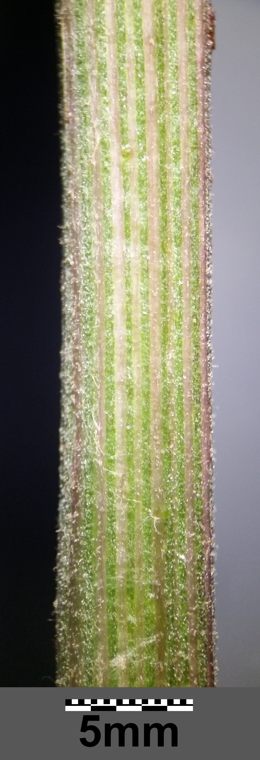 Arctium stem identification view