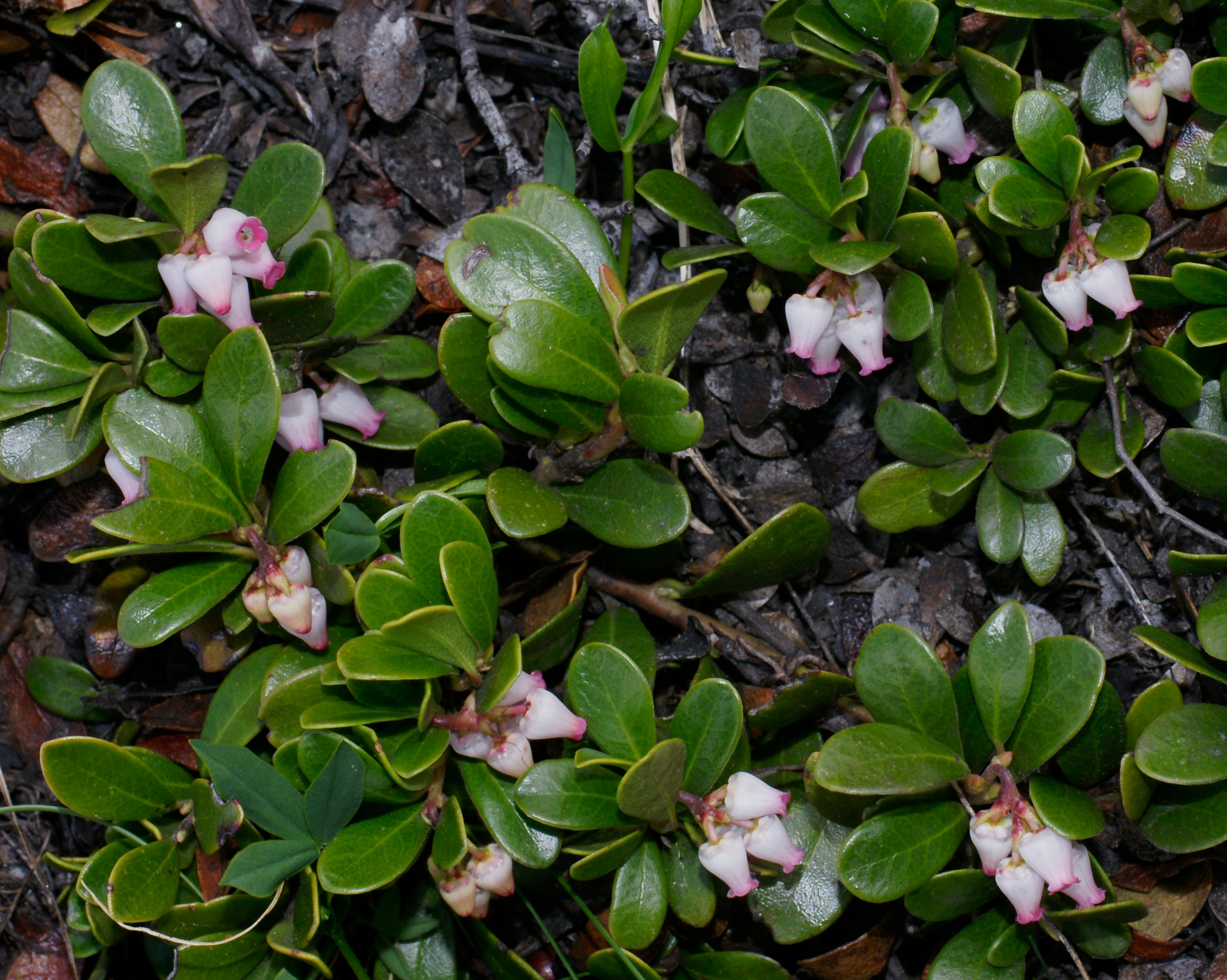 Arctostaphylos uva-ursi flower identification view