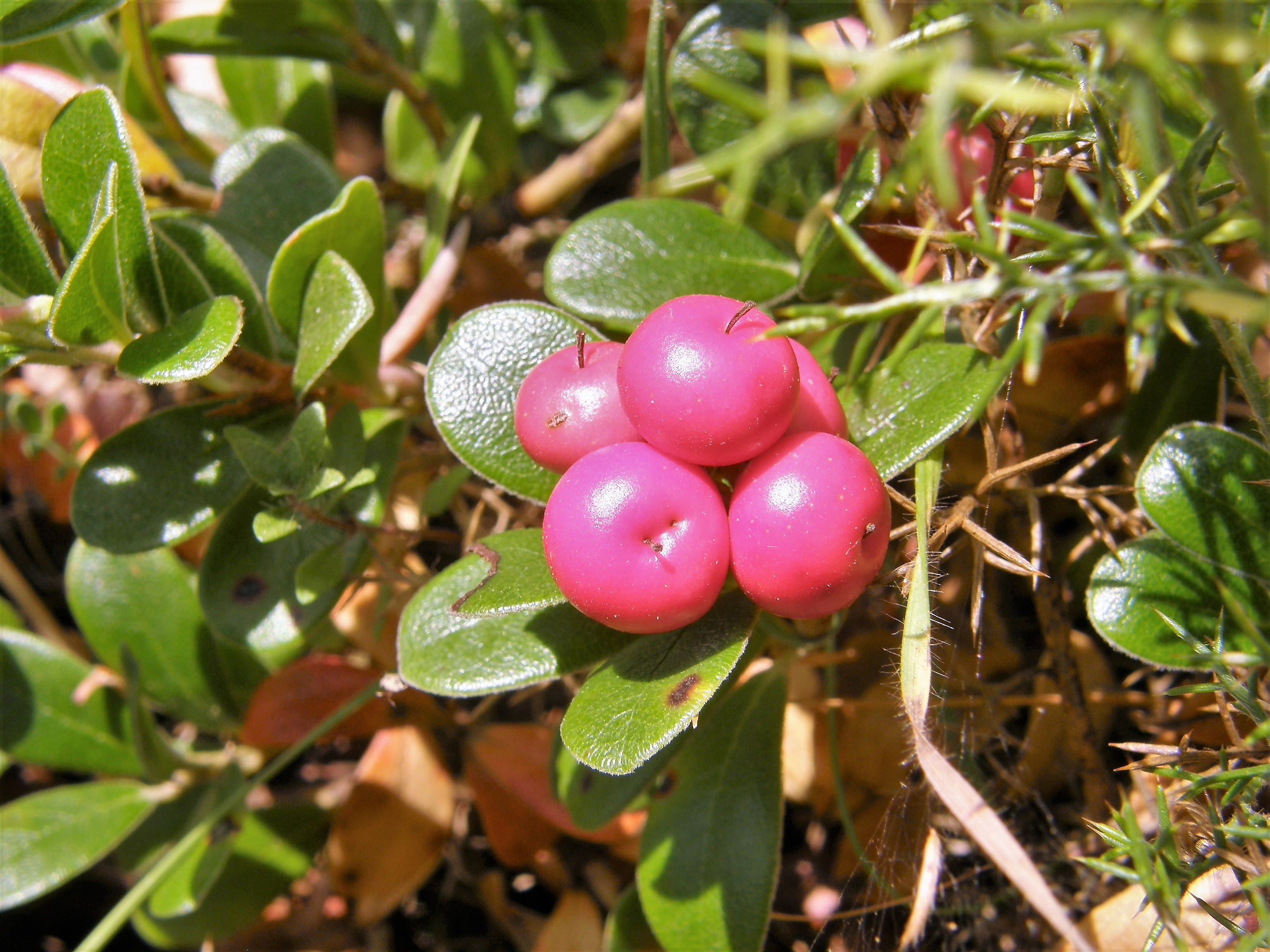 Arctostaphylos uva-ursi fruit identification view