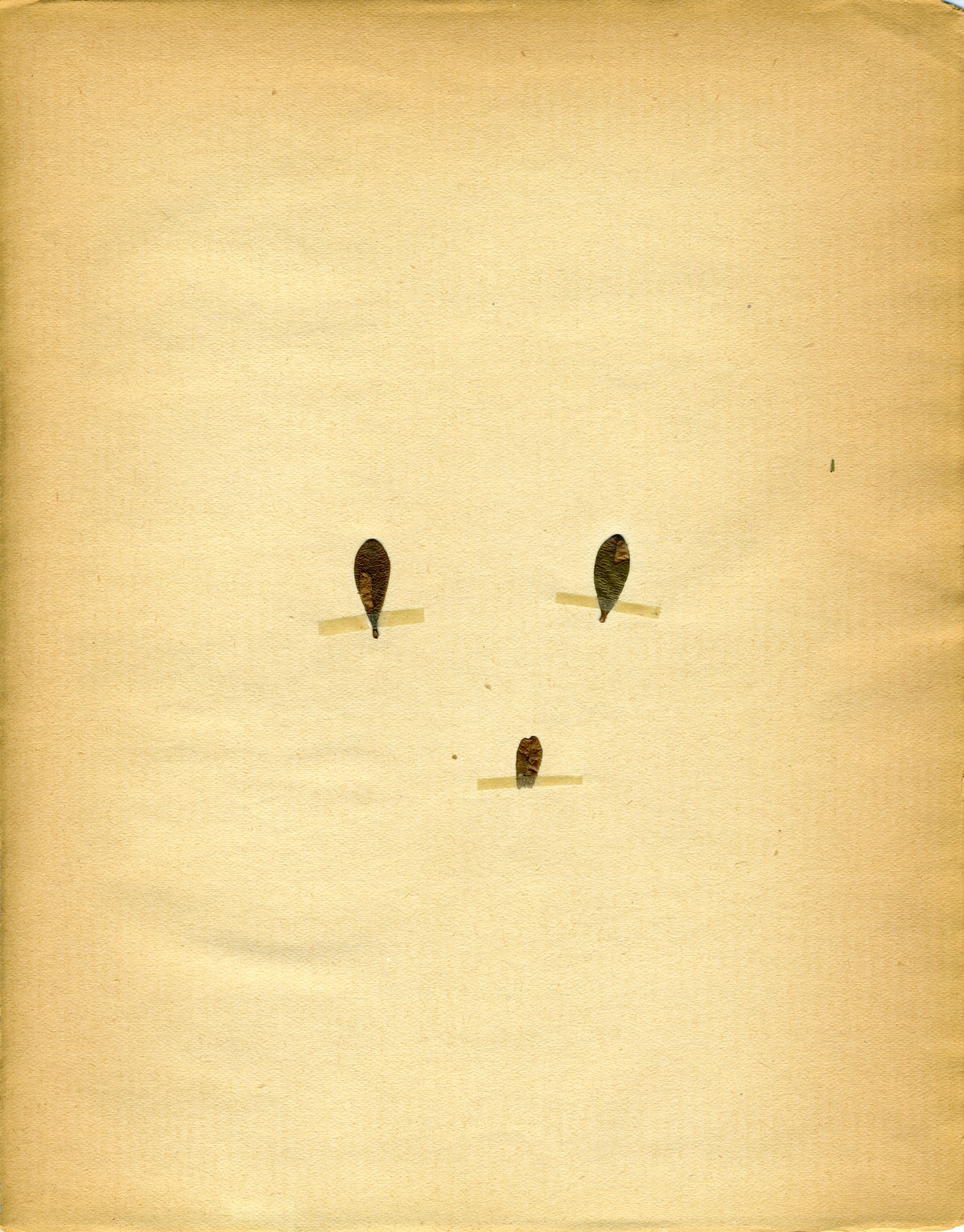 Arctostaphylos uva-ursi leaf identification view